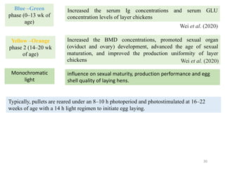 30
Wei et al. (2020)
Yellow –Orange
phase 2 (14–20 wk
of age)
Increased the BMD concentrations, promoted sexual organ
(oviduct and ovary) development, advanced the age of sexual
maturation, and improved the production uniformity of layer
chickens
Blue –Green
phase (0–13 wk of
age)
Increased the serum Ig concentrations and serum GLU
concentration levels of layer chickens
Wei et al. (2020)
Typically, pullets are reared under an 8–10 h photoperiod and photostimulated at 16–22
weeks of age with a 14 h light regimen to initiate egg laying.
Monochromatic
light
influence on sexual maturity, production performance and egg
shell quality of laying hens.
 