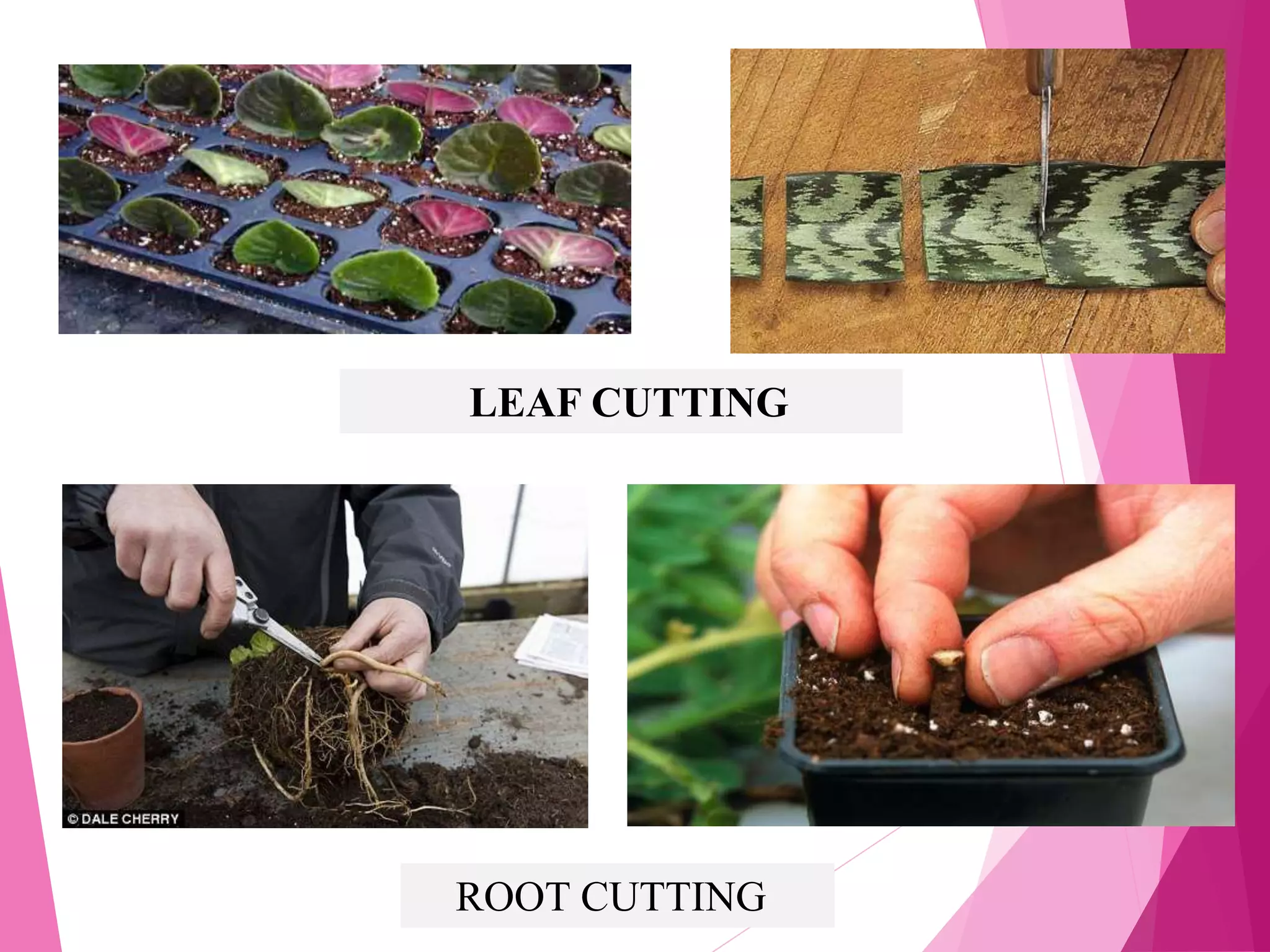 LEAF CUTTING
ROOT CUTTING
 