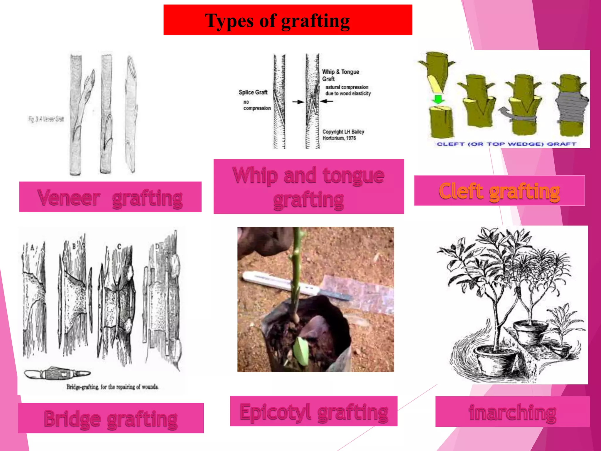 Types of grafting
 