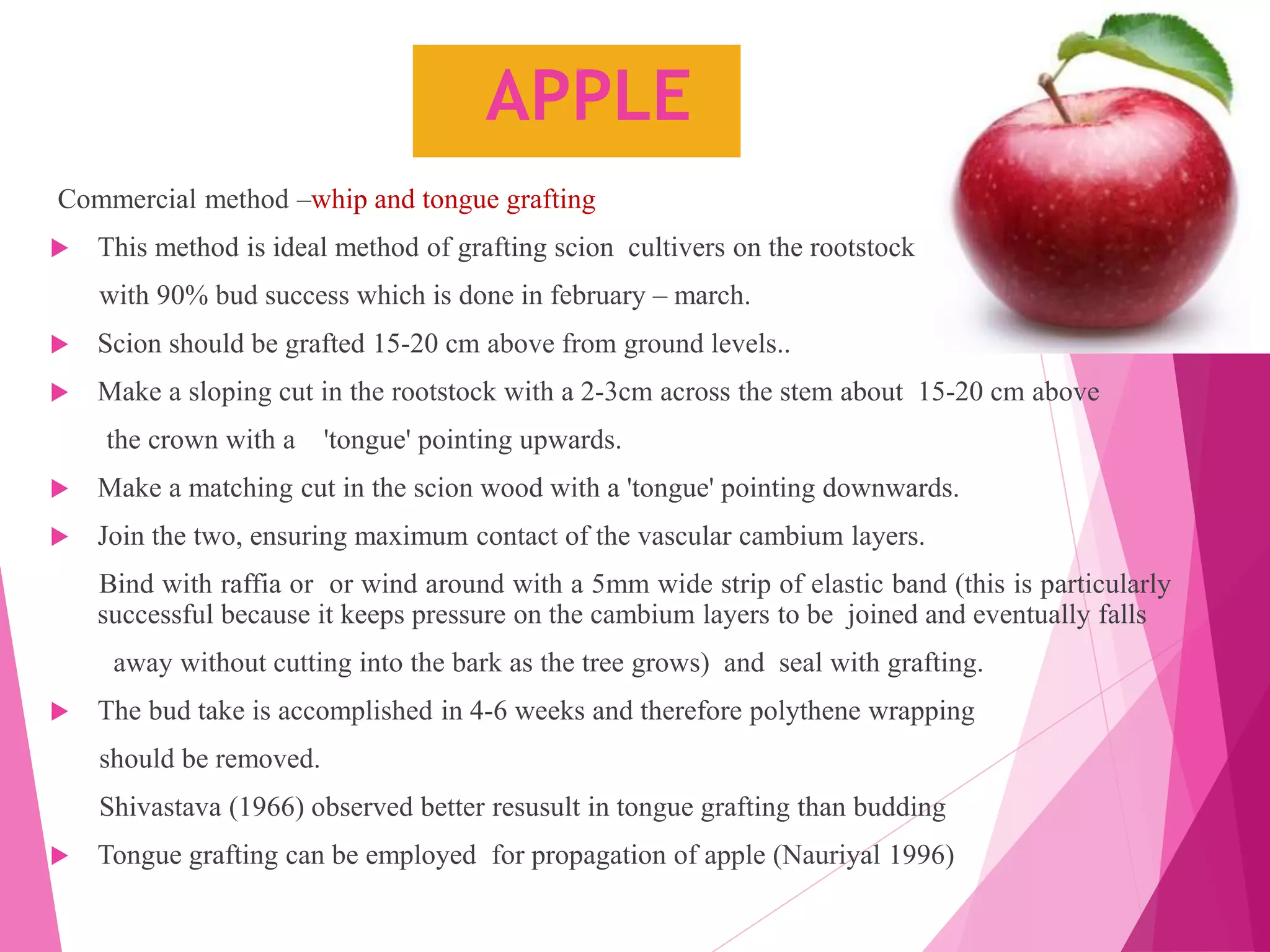 APPLE
Commercial method –whip and tongue grafting
 This method is ideal method of grafting scion cultivers on the rootstock
with 90% bud success which is done in february – march.
 Scion should be grafted 15-20 cm above from ground levels..
 Make a sloping cut in the rootstock with a 2-3cm across the stem about 15-20 cm above
the crown with a 'tongue' pointing upwards.
 Make a matching cut in the scion wood with a 'tongue' pointing downwards.
 Join the two, ensuring maximum contact of the vascular cambium layers.
Bind with raffia or or wind around with a 5mm wide strip of elastic band (this is particularly
successful because it keeps pressure on the cambium layers to be joined and eventually falls
away without cutting into the bark as the tree grows) and seal with grafting.
 The bud take is accomplished in 4-6 weeks and therefore polythene wrapping
should be removed.
Shivastava (1966) observed better resusult in tongue grafting than budding
 Tongue grafting can be employed for propagation of apple (Nauriyal 1996)
 