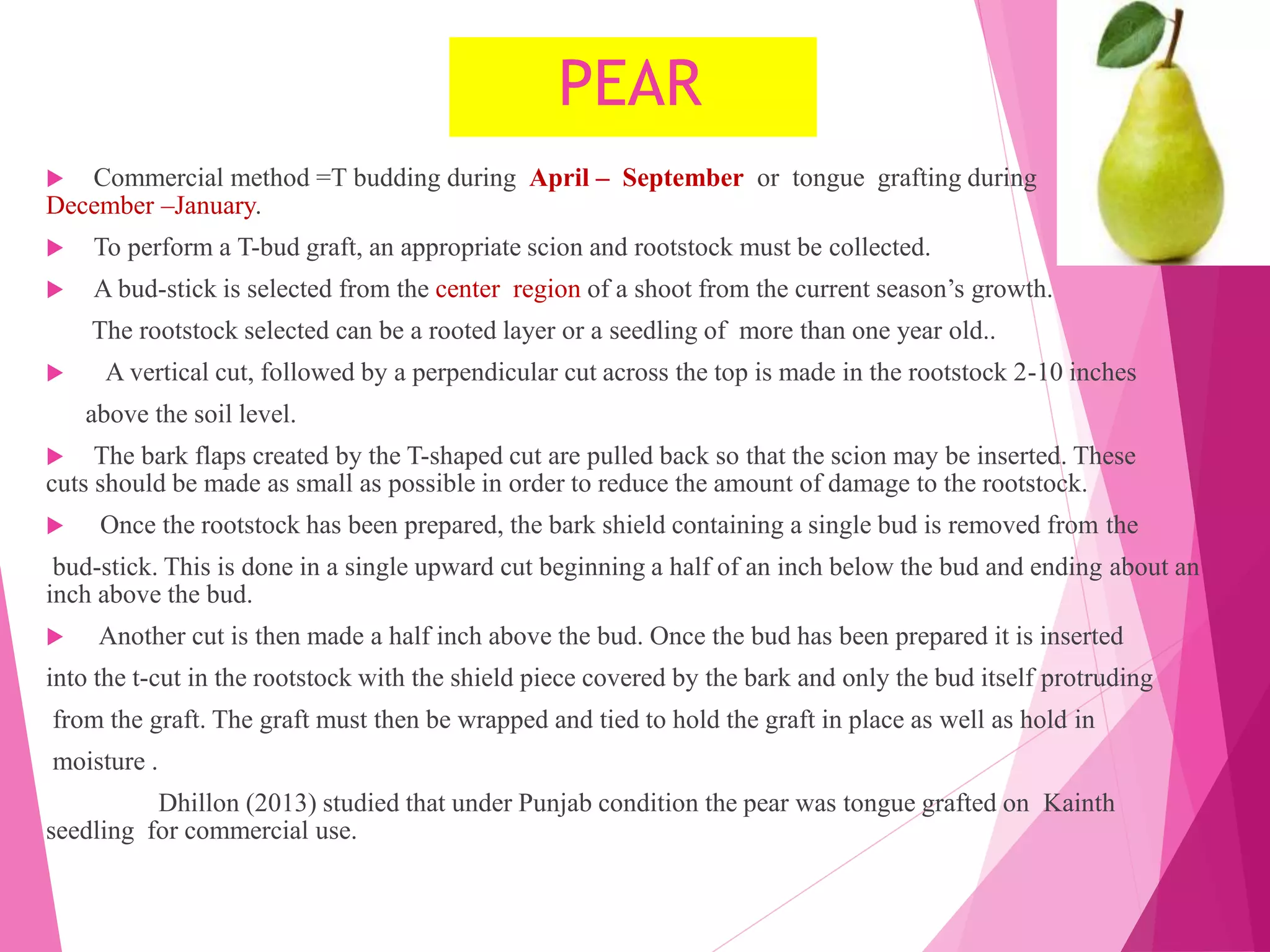 PEAR
 Commercial method =T budding during April – September or tongue grafting during
December –January.
 To perform a T-bud graft, an appropriate scion and rootstock must be collected.
 A bud-stick is selected from the center region of a shoot from the current season’s growth.
The rootstock selected can be a rooted layer or a seedling of more than one year old..
 A vertical cut, followed by a perpendicular cut across the top is made in the rootstock 2-10 inches
above the soil level.
 The bark flaps created by the T-shaped cut are pulled back so that the scion may be inserted. These
cuts should be made as small as possible in order to reduce the amount of damage to the rootstock.
 Once the rootstock has been prepared, the bark shield containing a single bud is removed from the
bud-stick. This is done in a single upward cut beginning a half of an inch below the bud and ending about an
inch above the bud.
 Another cut is then made a half inch above the bud. Once the bud has been prepared it is inserted
into the t-cut in the rootstock with the shield piece covered by the bark and only the bud itself protruding
from the graft. The graft must then be wrapped and tied to hold the graft in place as well as hold in
moisture .
Dhillon (2013) studied that under Punjab condition the pear was tongue grafted on Kainth
seedling for commercial use.
 