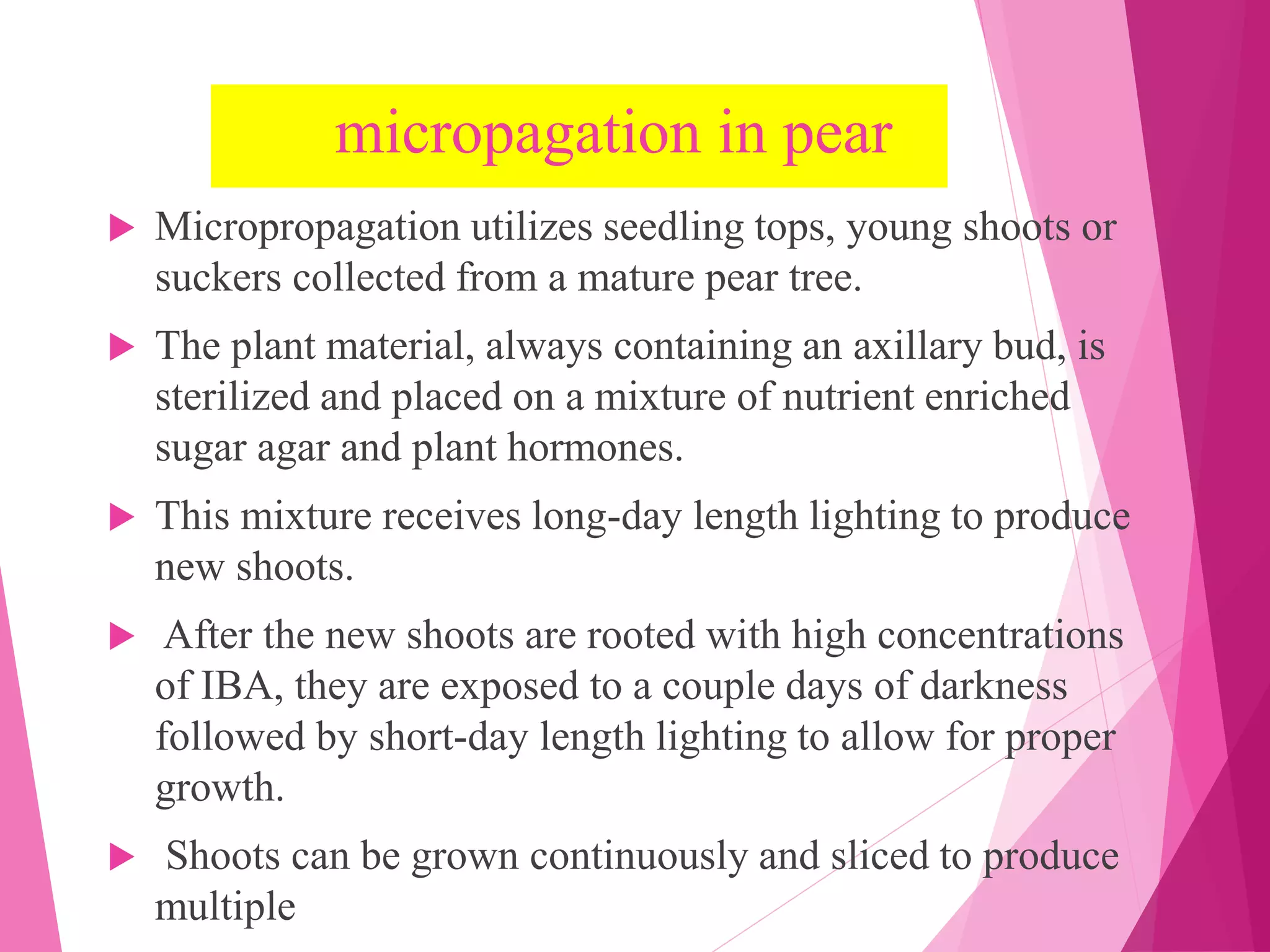 micropagation in pear
 Micropropagation utilizes seedling tops, young shoots or
suckers collected from a mature pear tree.
 The plant material, always containing an axillary bud, is
sterilized and placed on a mixture of nutrient enriched
sugar agar and plant hormones.
 This mixture receives long-day length lighting to produce
new shoots.
 After the new shoots are rooted with high concentrations
of IBA, they are exposed to a couple days of darkness
followed by short-day length lighting to allow for proper
growth.
 Shoots can be grown continuously and sliced to produce
multiple
 