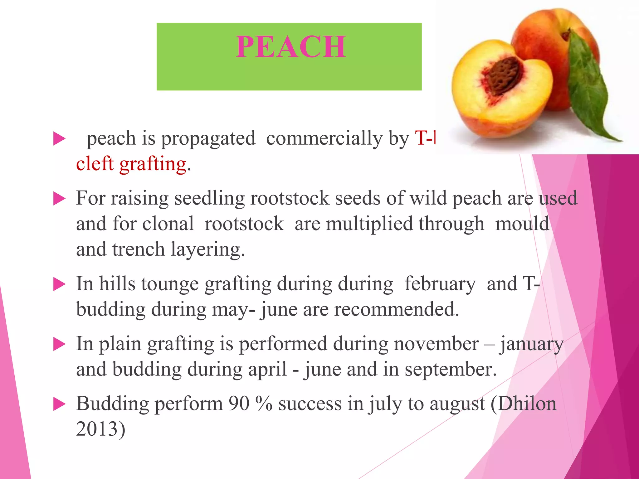 PEACH
 peach is propagated commercially by T-budding and
cleft grafting.
 For raising seedling rootstock seeds of wild peach are used
and for clonal rootstock are multiplied through mould
and trench layering.
 In hills tounge grafting during during february and T-
budding during may- june are recommended.
 In plain grafting is performed during november – january
and budding during april - june and in september.
 Budding perform 90 % success in july to august (Dhilon
2013)
 