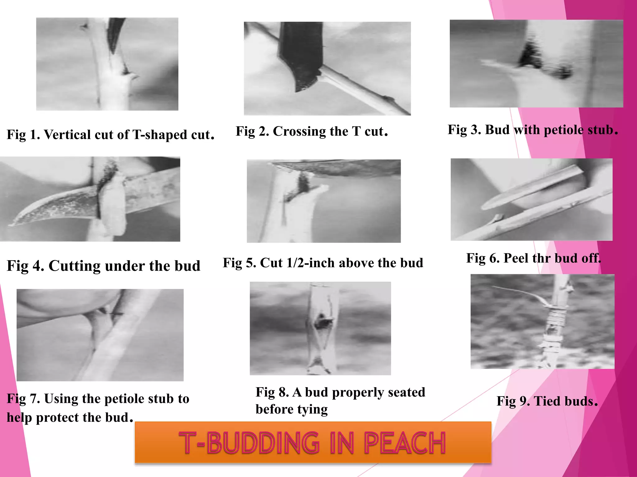Fig 1. Vertical cut of T-shaped cut. Fig 2. Crossing the T cut. Fig 3. Bud with petiole stub.
Fig 4. Cutting under the bud Fig 5. Cut 1/2-inch above the bud Fig 6. Peel thr bud off.
Fig 7. Using the petiole stub to
help protect the bud.
Fig 8. A bud properly seated
before tying
Fig 9. Tied buds.
 