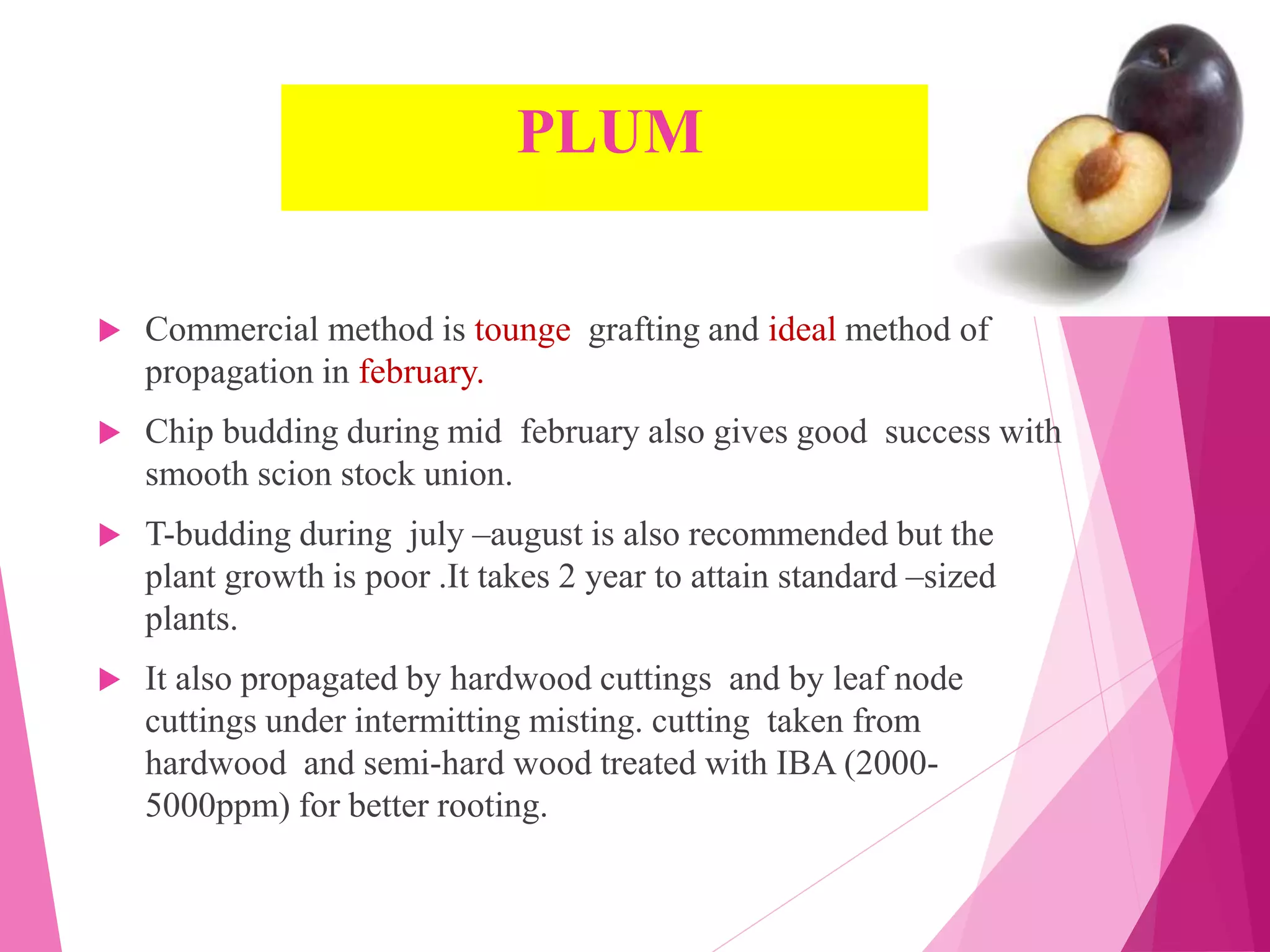 PLUM
 Commercial method is tounge grafting and ideal method of
propagation in february.
 Chip budding during mid february also gives good success with
smooth scion stock union.
 T-budding during july –august is also recommended but the
plant growth is poor .It takes 2 year to attain standard –sized
plants.
 It also propagated by hardwood cuttings and by leaf node
cuttings under intermitting misting. cutting taken from
hardwood and semi-hard wood treated with IBA (2000-
5000ppm) for better rooting.
 