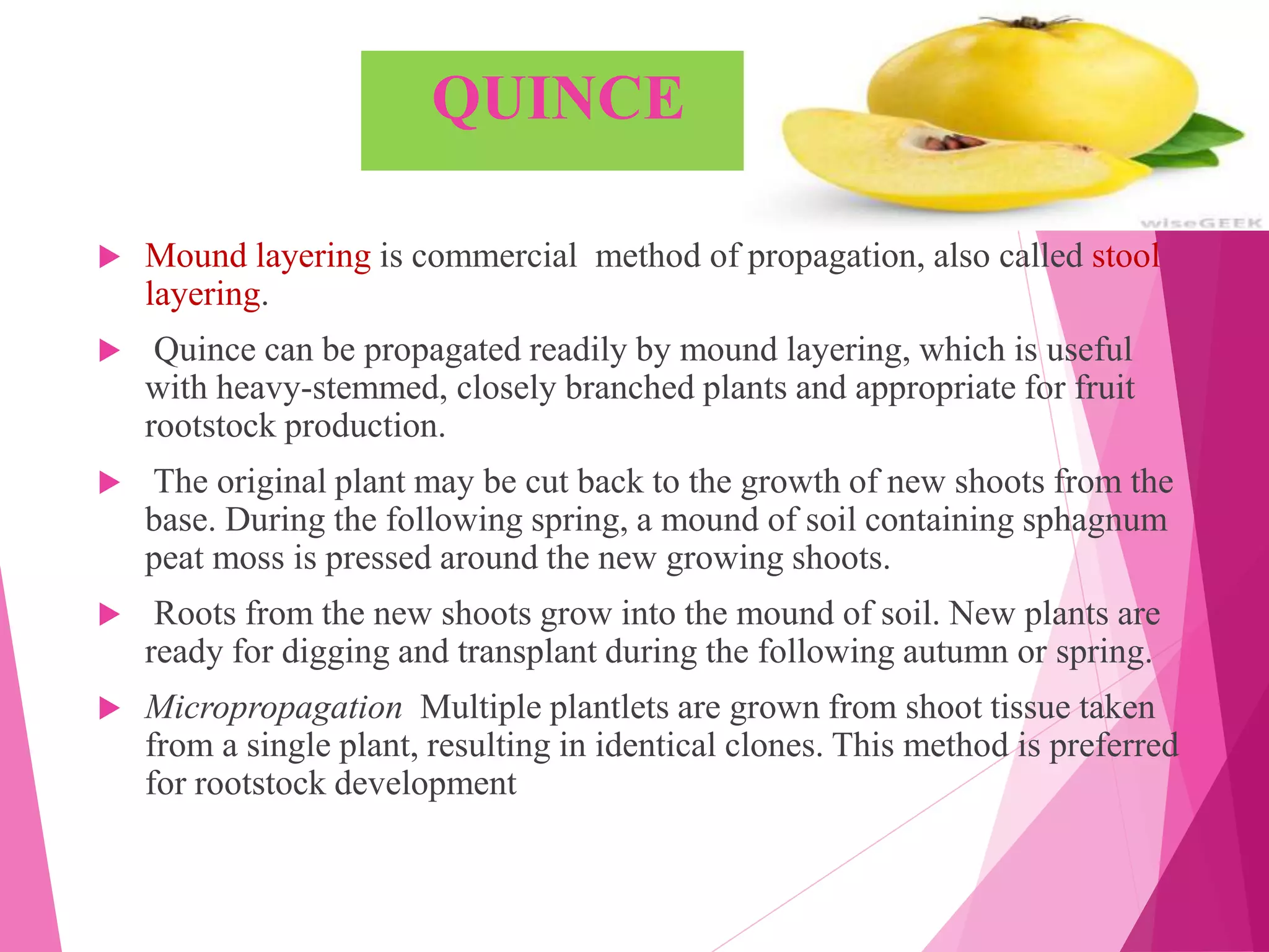 QUINCE
 Mound layering is commercial method of propagation, also called stool
layering.
 Quince can be propagated readily by mound layering, which is useful
with heavy-stemmed, closely branched plants and appropriate for fruit
rootstock production.
 The original plant may be cut back to the growth of new shoots from the
base. During the following spring, a mound of soil containing sphagnum
peat moss is pressed around the new growing shoots.
 Roots from the new shoots grow into the mound of soil. New plants are
ready for digging and transplant during the following autumn or spring.
 Micropropagation Multiple plantlets are grown from shoot tissue taken
from a single plant, resulting in identical clones. This method is preferred
for rootstock development
 
