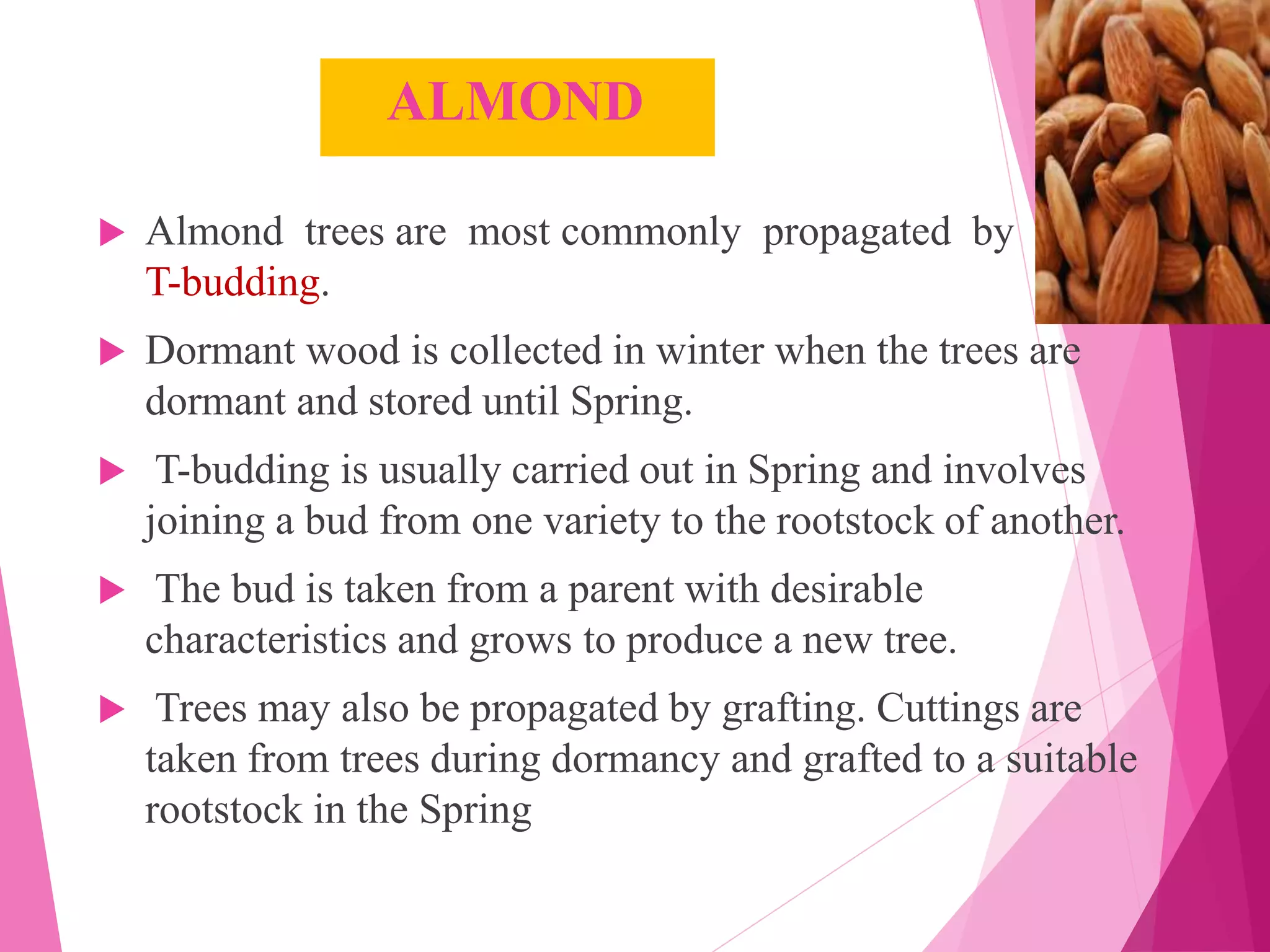 ALMOND
 Almond trees are most commonly propagated by
T-budding.
 Dormant wood is collected in winter when the trees are
dormant and stored until Spring.
 T-budding is usually carried out in Spring and involves
joining a bud from one variety to the rootstock of another.
 The bud is taken from a parent with desirable
characteristics and grows to produce a new tree.
 Trees may also be propagated by grafting. Cuttings are
taken from trees during dormancy and grafted to a suitable
rootstock in the Spring
 