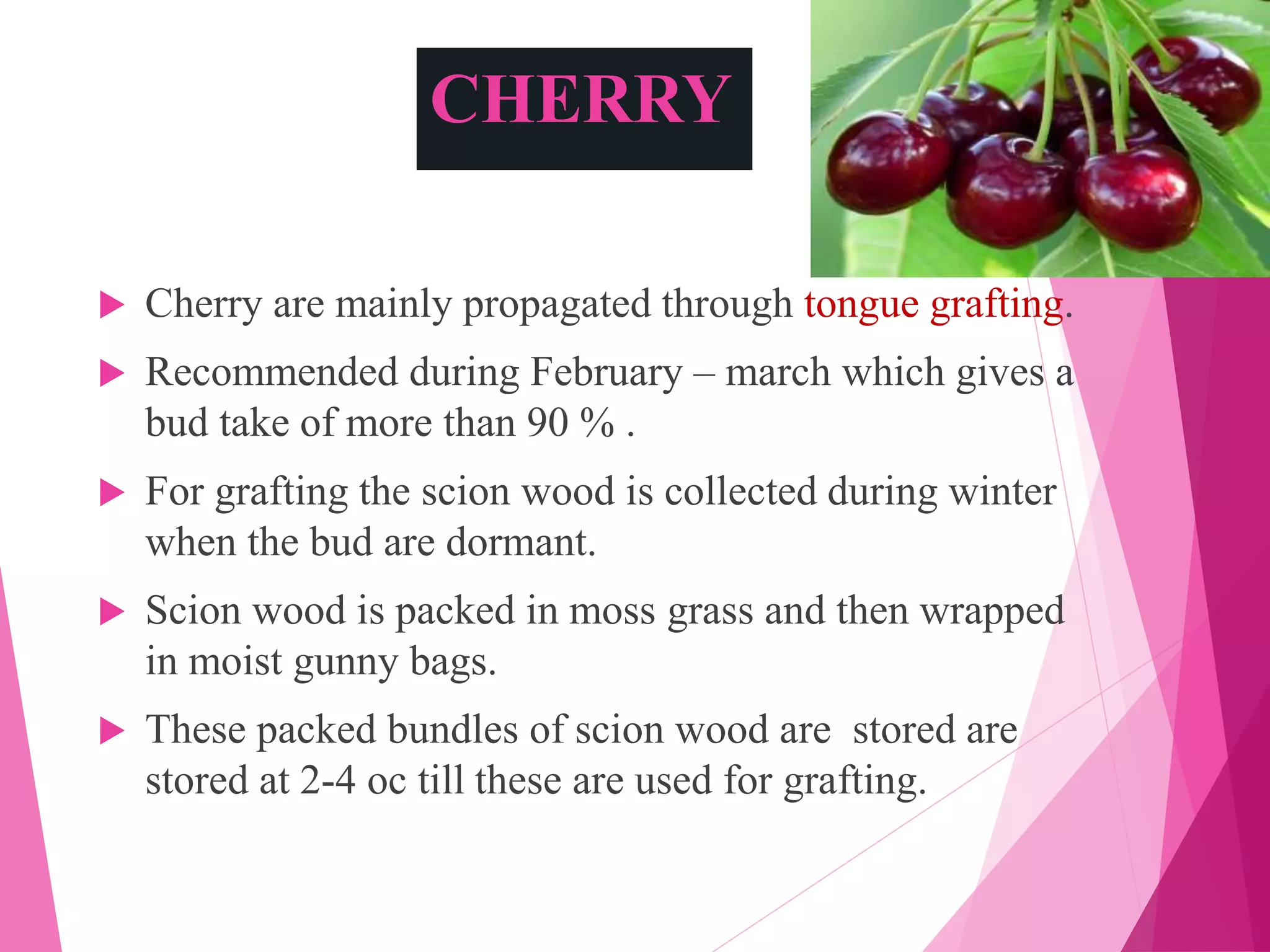 CHERRY
 Cherry are mainly propagated through tongue grafting.
 Recommended during February – march which gives a
bud take of more than 90 % .
 For grafting the scion wood is collected during winter
when the bud are dormant.
 Scion wood is packed in moss grass and then wrapped
in moist gunny bags.
 These packed bundles of scion wood are stored are
stored at 2-4 oc till these are used for grafting.
 