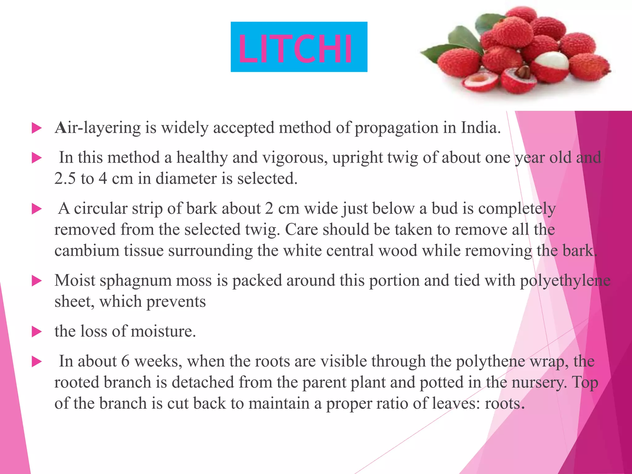 LITCHI
 Air-layering is widely accepted method of propagation in India.
 In this method a healthy and vigorous, upright twig of about one year old and
2.5 to 4 cm in diameter is selected.
 A circular strip of bark about 2 cm wide just below a bud is completely
removed from the selected twig. Care should be taken to remove all the
cambium tissue surrounding the white central wood while removing the bark.
 Moist sphagnum moss is packed around this portion and tied with polyethylene
sheet, which prevents
 the loss of moisture.
 In about 6 weeks, when the roots are visible through the polythene wrap, the
rooted branch is detached from the parent plant and potted in the nursery. Top
of the branch is cut back to maintain a proper ratio of leaves: roots.
 