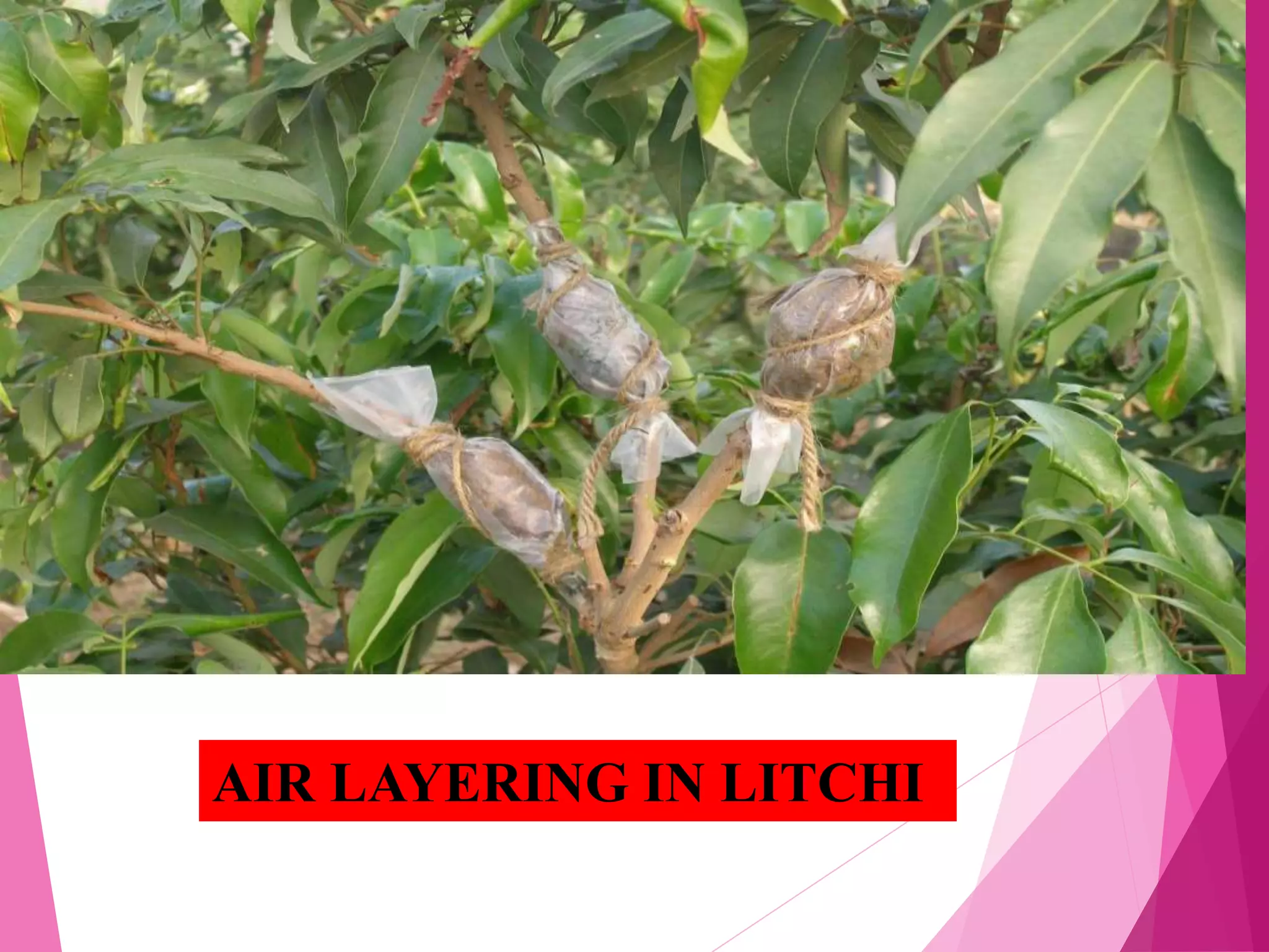 AIR LAYERING IN LITCHI
 