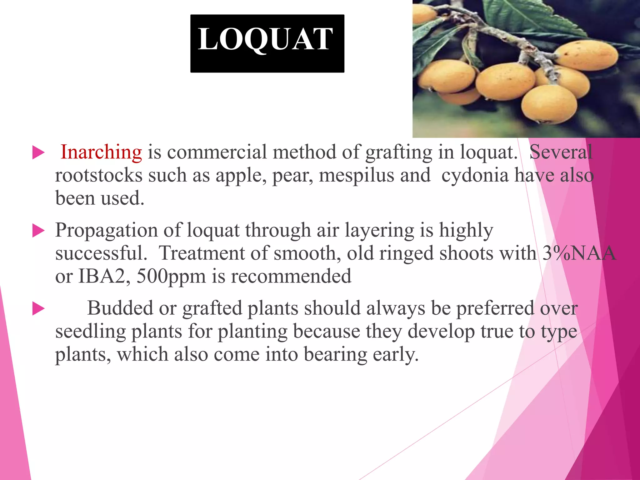 LOQUAT
 Inarching is commercial method of grafting in loquat. Several
rootstocks such as apple, pear, mespilus and cydonia have also
been used.
 Propagation of loquat through air layering is highly
successful. Treatment of smooth, old ringed shoots with 3%NAA
or IBA2, 500ppm is recommended
 Budded or grafted plants should always be preferred over
seedling plants for planting because they develop true to type
plants, which also come into bearing early.
 