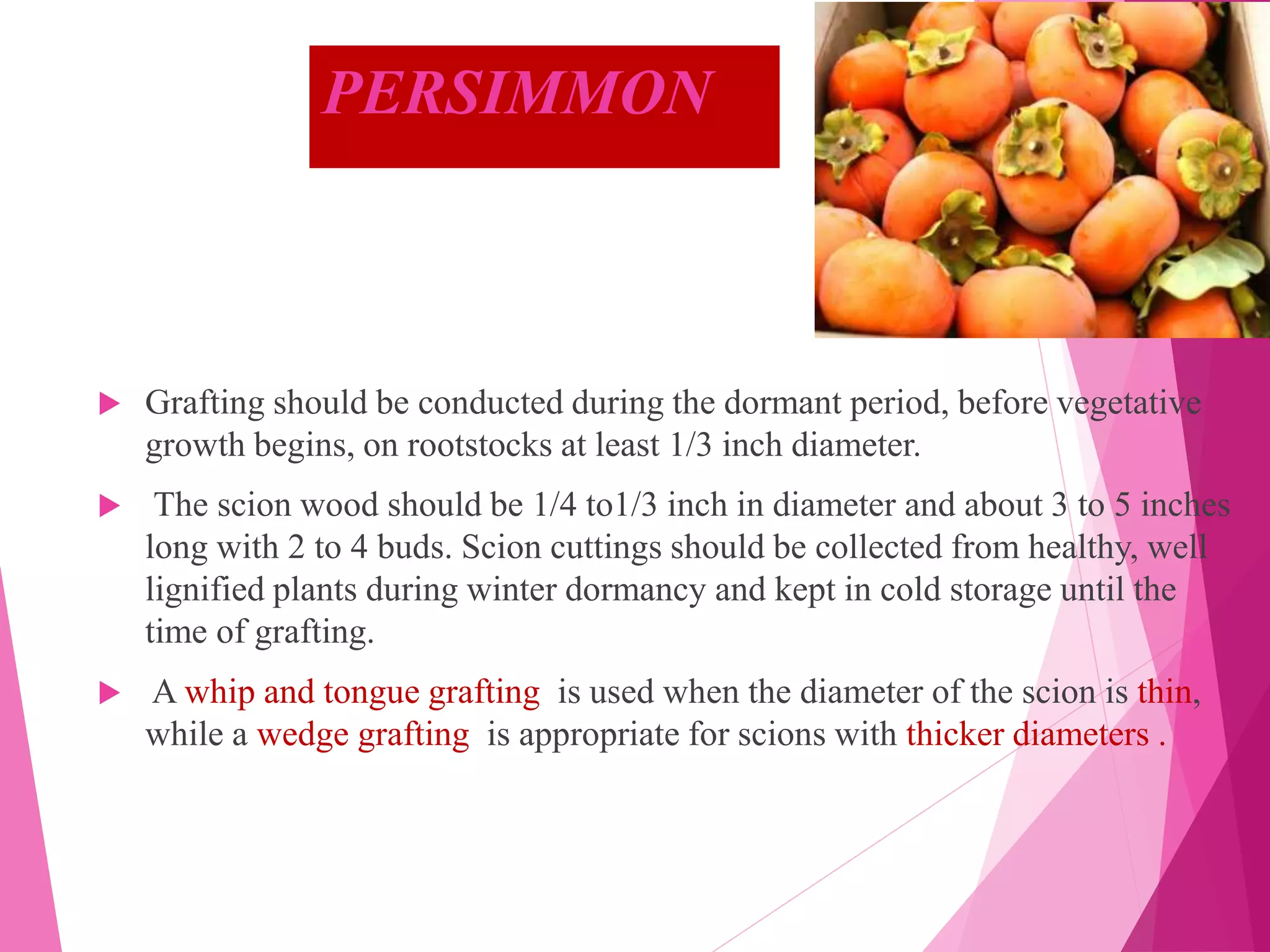 PERSIMMON
 Grafting should be conducted during the dormant period, before vegetative
growth begins, on rootstocks at least 1/3 inch diameter.
 The scion wood should be 1/4 to1/3 inch in diameter and about 3 to 5 inches
long with 2 to 4 buds. Scion cuttings should be collected from healthy, well
lignified plants during winter dormancy and kept in cold storage until the
time of grafting.
 A whip and tongue grafting is used when the diameter of the scion is thin,
while a wedge grafting is appropriate for scions with thicker diameters .
 