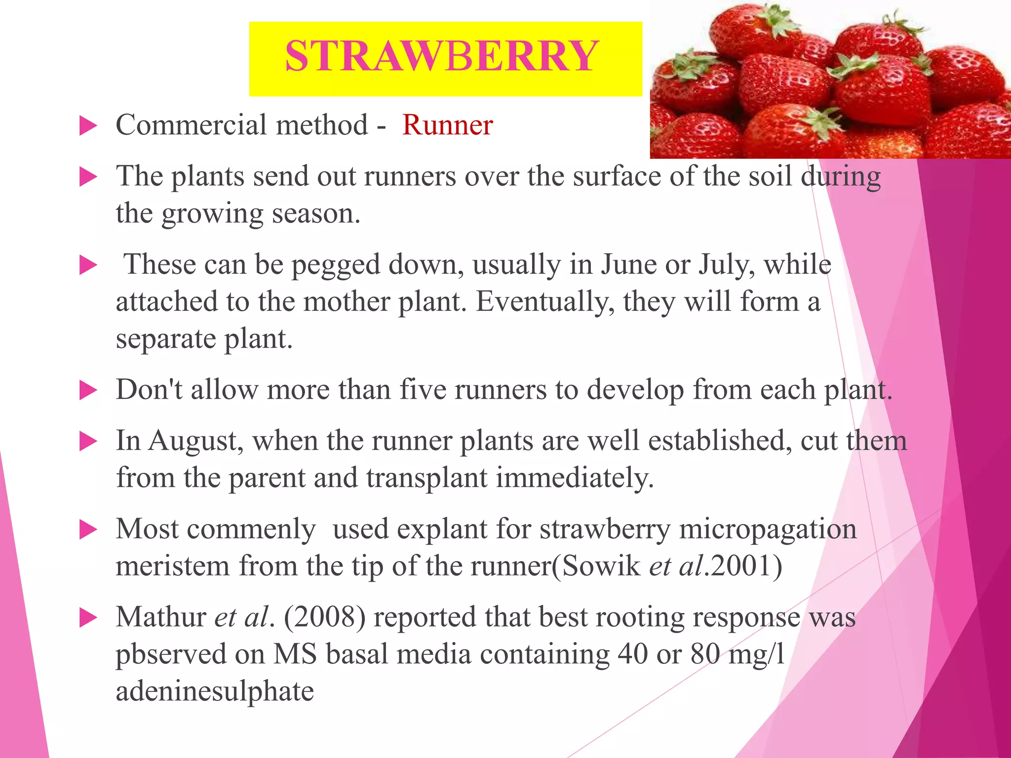 STRAWBERRY
 Commercial method - Runner
 The plants send out runners over the surface of the soil during
the growing season.
 These can be pegged down, usually in June or July, while
attached to the mother plant. Eventually, they will form a
separate plant.
 Don't allow more than five runners to develop from each plant.
 In August, when the runner plants are well established, cut them
from the parent and transplant immediately.
 Most commenly used explant for strawberry micropagation
meristem from the tip of the runner(Sowik et al.2001)
 Mathur et al. (2008) reported that best rooting response was
pbserved on MS basal media containing 40 or 80 mg/l
adeninesulphate
 