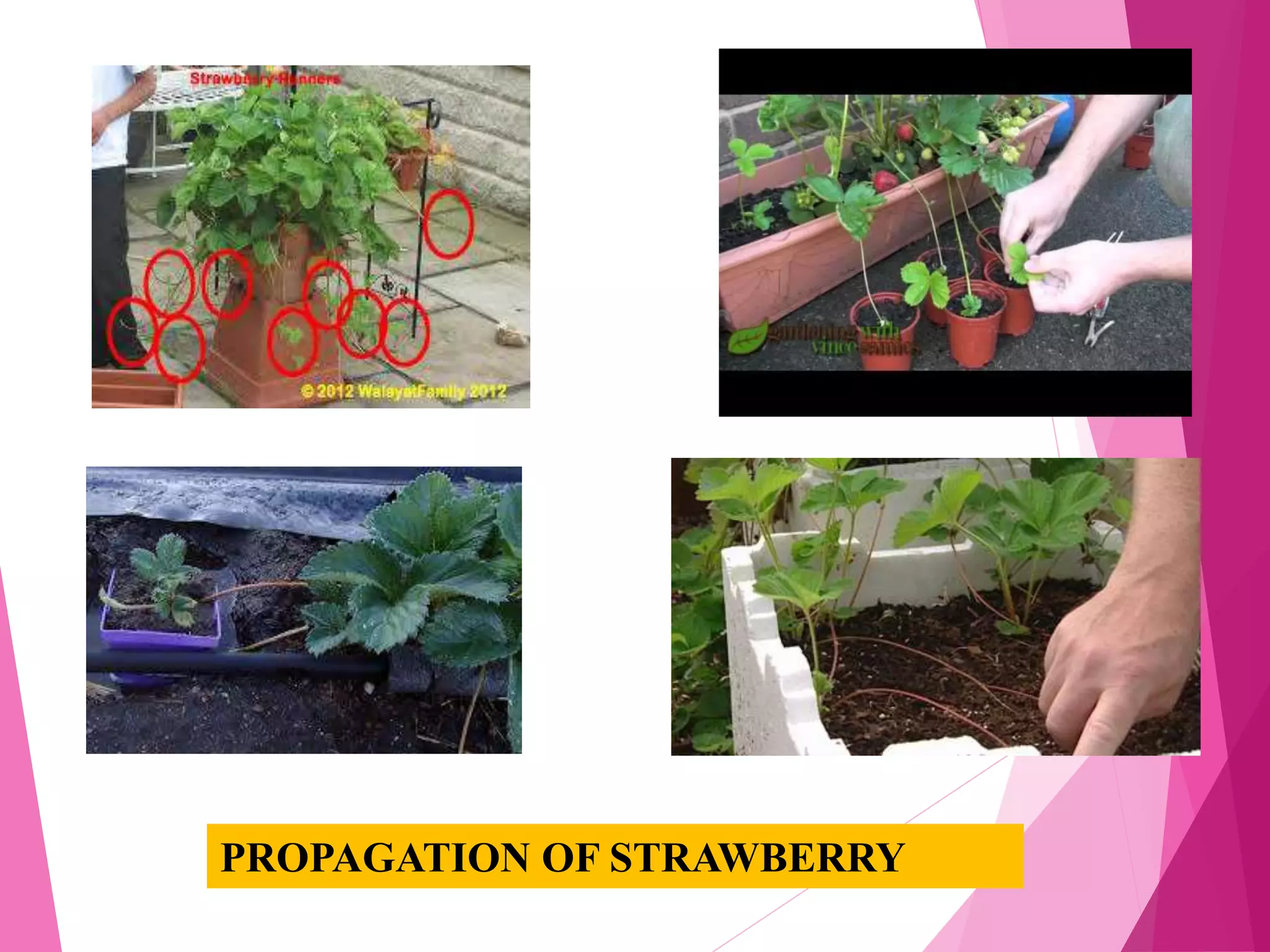 PROPAGATION OF STRAWBERRY
 