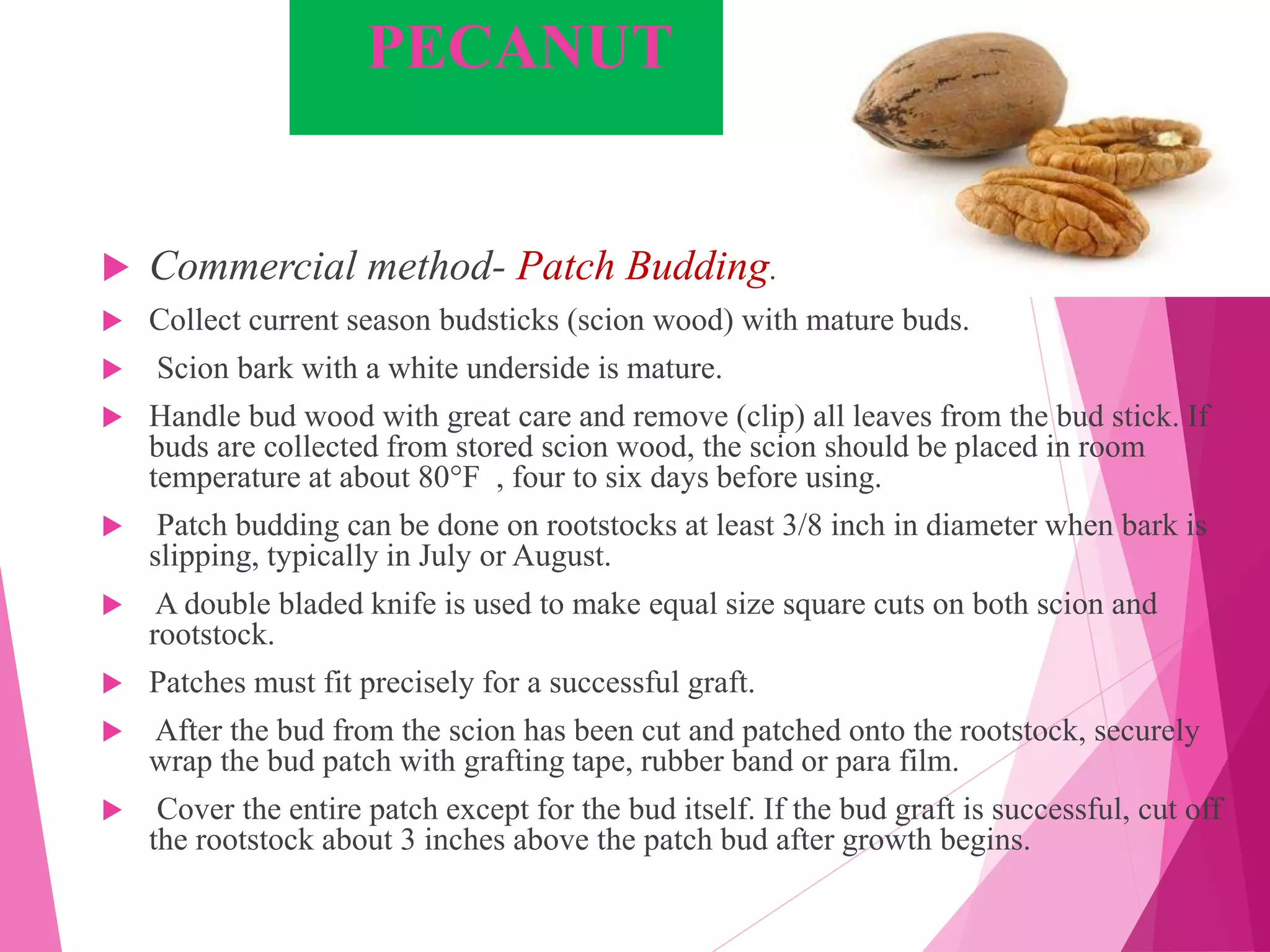 PECANUT
 Commercial method- Patch Budding.
 Collect current season budsticks (scion wood) with mature buds.
 Scion bark with a white underside is mature.
 Handle bud wood with great care and remove (clip) all leaves from the bud stick. If
buds are collected from stored scion wood, the scion should be placed in room
temperature at about 80°F , four to six days before using.
 Patch budding can be done on rootstocks at least 3/8 inch in diameter when bark is
slipping, typically in July or August.
 A double bladed knife is used to make equal size square cuts on both scion and
rootstock.
 Patches must fit precisely for a successful graft.
 After the bud from the scion has been cut and patched onto the rootstock, securely
wrap the bud patch with grafting tape, rubber band or para film.
 Cover the entire patch except for the bud itself. If the bud graft is successful, cut off
the rootstock about 3 inches above the patch bud after growth begins.
 