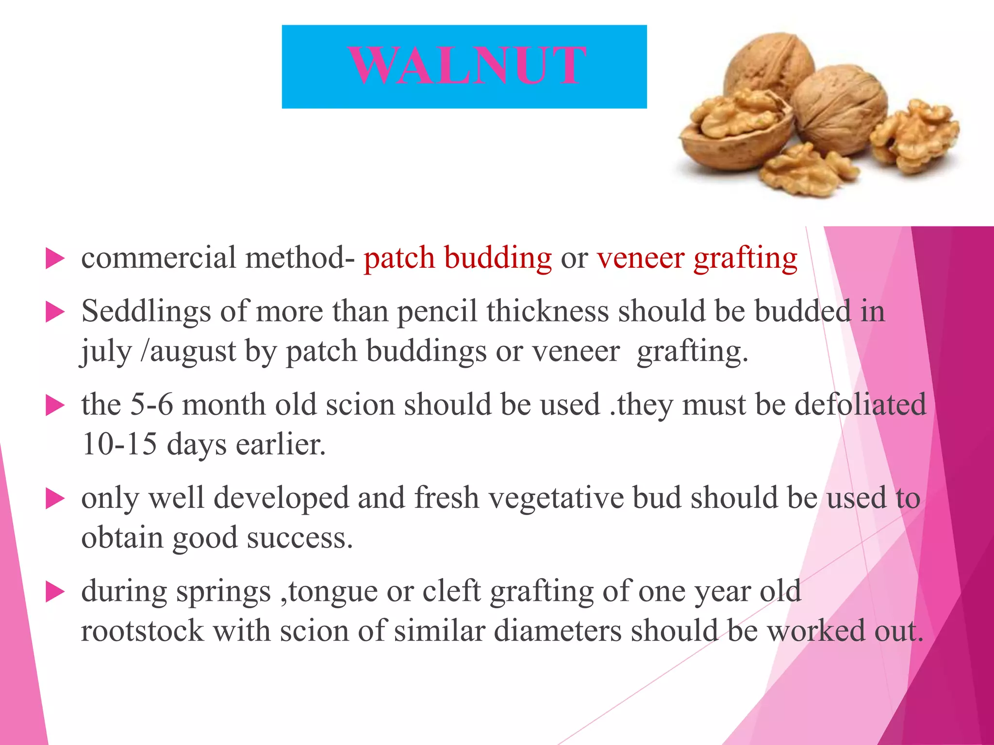 WALNUT
 commercial method- patch budding or veneer grafting
 Seddlings of more than pencil thickness should be budded in
july /august by patch buddings or veneer grafting.
 the 5-6 month old scion should be used .they must be defoliated
10-15 days earlier.
 only well developed and fresh vegetative bud should be used to
obtain good success.
 during springs ,tongue or cleft grafting of one year old
rootstock with scion of similar diameters should be worked out.
 