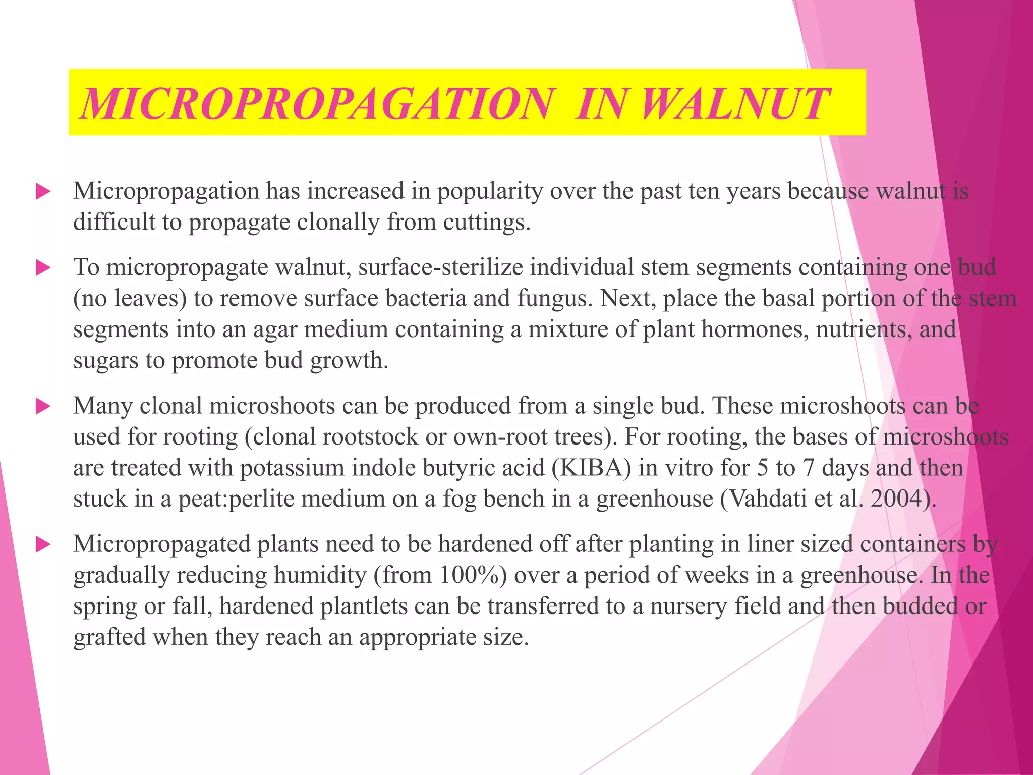 MICROPROPAGATION IN WALNUT
 Micropropagation has increased in popularity over the past ten years because walnut is
difficult to propagate clonally from cuttings.
 To micropropagate walnut, surface-sterilize individual stem segments containing one bud
(no leaves) to remove surface bacteria and fungus. Next, place the basal portion of the stem
segments into an agar medium containing a mixture of plant hormones, nutrients, and
sugars to promote bud growth.
 Many clonal microshoots can be produced from a single bud. These microshoots can be
used for rooting (clonal rootstock or own-root trees). For rooting, the bases of microshoots
are treated with potassium indole butyric acid (KIBA) in vitro for 5 to 7 days and then
stuck in a peat:perlite medium on a fog bench in a greenhouse (Vahdati et al. 2004).
 Micropropagated plants need to be hardened off after planting in liner sized containers by
gradually reducing humidity (from 100%) over a period of weeks in a greenhouse. In the
spring or fall, hardened plantlets can be transferred to a nursery field and then budded or
grafted when they reach an appropriate size.
 