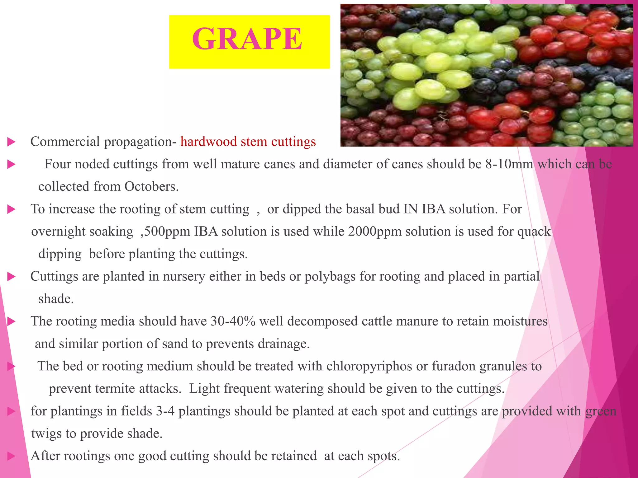 GRAPE
 Commercial propagation- hardwood stem cuttings
 Four noded cuttings from well mature canes and diameter of canes should be 8-10mm which can be
collected from Octobers.
 To increase the rooting of stem cutting , or dipped the basal bud IN IBA solution. For
overnight soaking ,500ppm IBA solution is used while 2000ppm solution is used for quack
dipping before planting the cuttings.
 Cuttings are planted in nursery either in beds or polybags for rooting and placed in partial
shade.
 The rooting media should have 30-40% well decomposed cattle manure to retain moistures
and similar portion of sand to prevents drainage.
 The bed or rooting medium should be treated with chloropyriphos or furadon granules to
prevent termite attacks. Light frequent watering should be given to the cuttings.
 for plantings in fields 3-4 plantings should be planted at each spot and cuttings are provided with green
twigs to provide shade.
 After rootings one good cutting should be retained at each spots.
 