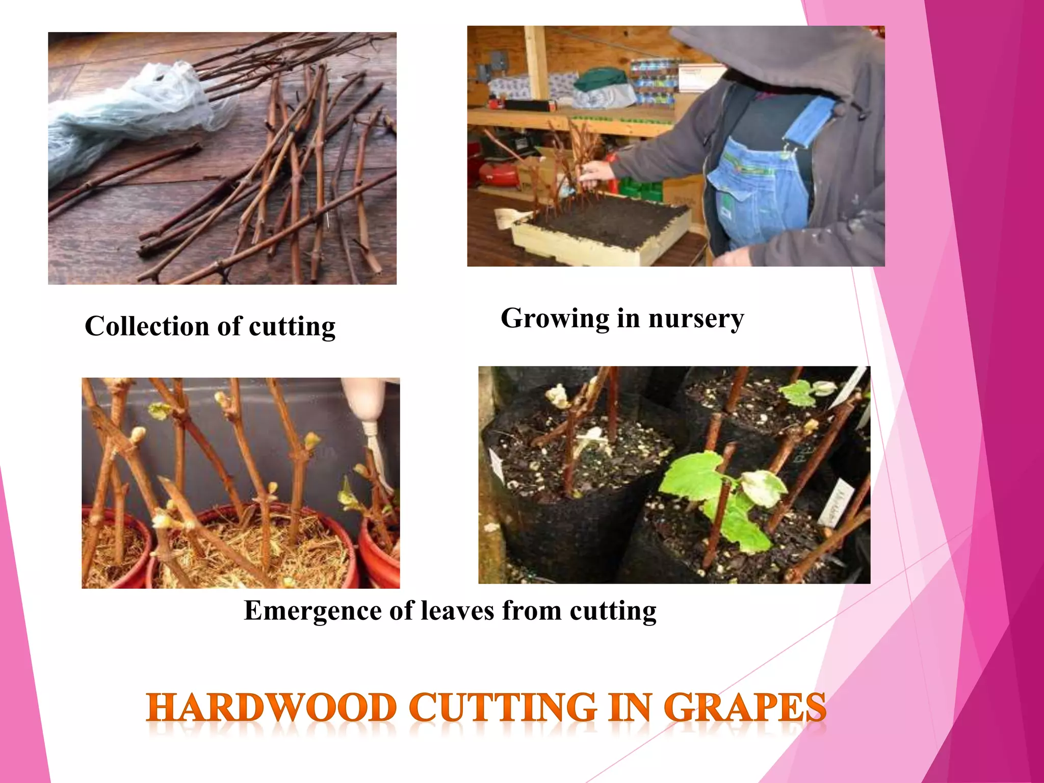 Collection of cutting Growing in nursery
Emergence of leaves from cutting
 