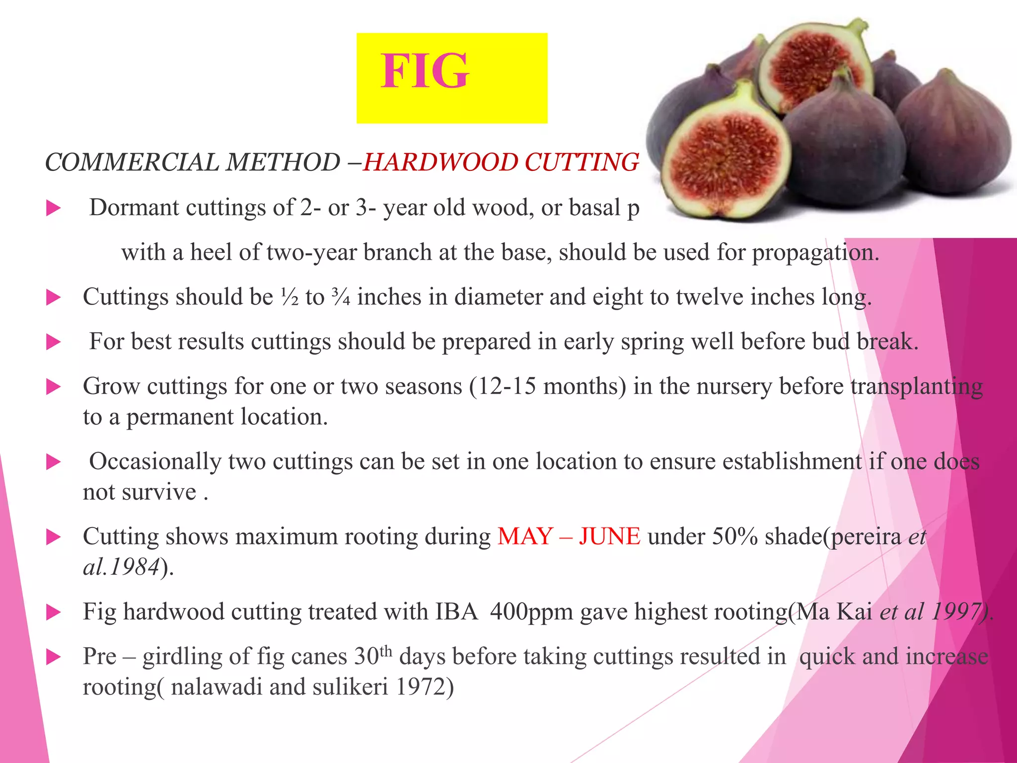 FIG
COMMERCIAL METHOD –HARDWOOD CUTTING.
 Dormant cuttings of 2- or 3- year old wood, or basal part of vigorous first year shoots
with a heel of two-year branch at the base, should be used for propagation.
 Cuttings should be ½ to ¾ inches in diameter and eight to twelve inches long.
 For best results cuttings should be prepared in early spring well before bud break.
 Grow cuttings for one or two seasons (12-15 months) in the nursery before transplanting
to a permanent location.
 Occasionally two cuttings can be set in one location to ensure establishment if one does
not survive .
 Cutting shows maximum rooting during MAY – JUNE under 50% shade(pereira et
al.1984).
 Fig hardwood cutting treated with IBA 400ppm gave highest rooting(Ma Kai et al 1997).
 Pre – girdling of fig canes 30th days before taking cuttings resulted in quick and increase
rooting( nalawadi and sulikeri 1972)
 