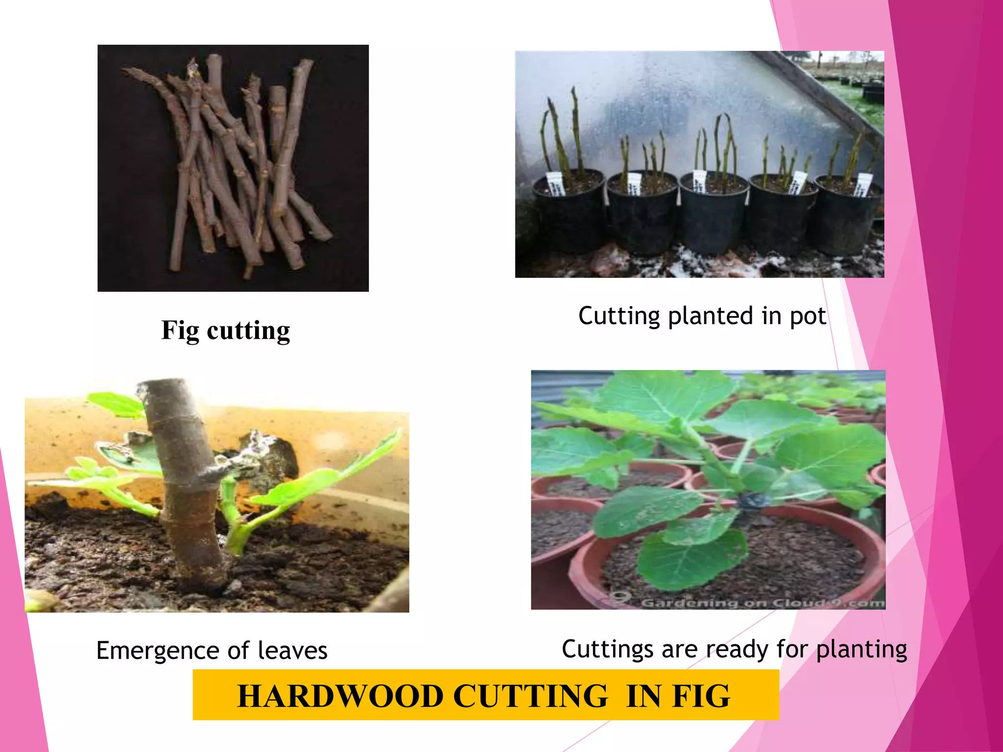 Fig cutting
Cutting planted in pot
Emergence of leaves Cuttings are ready for planting
HARDWOOD CUTTING IN FIG
 