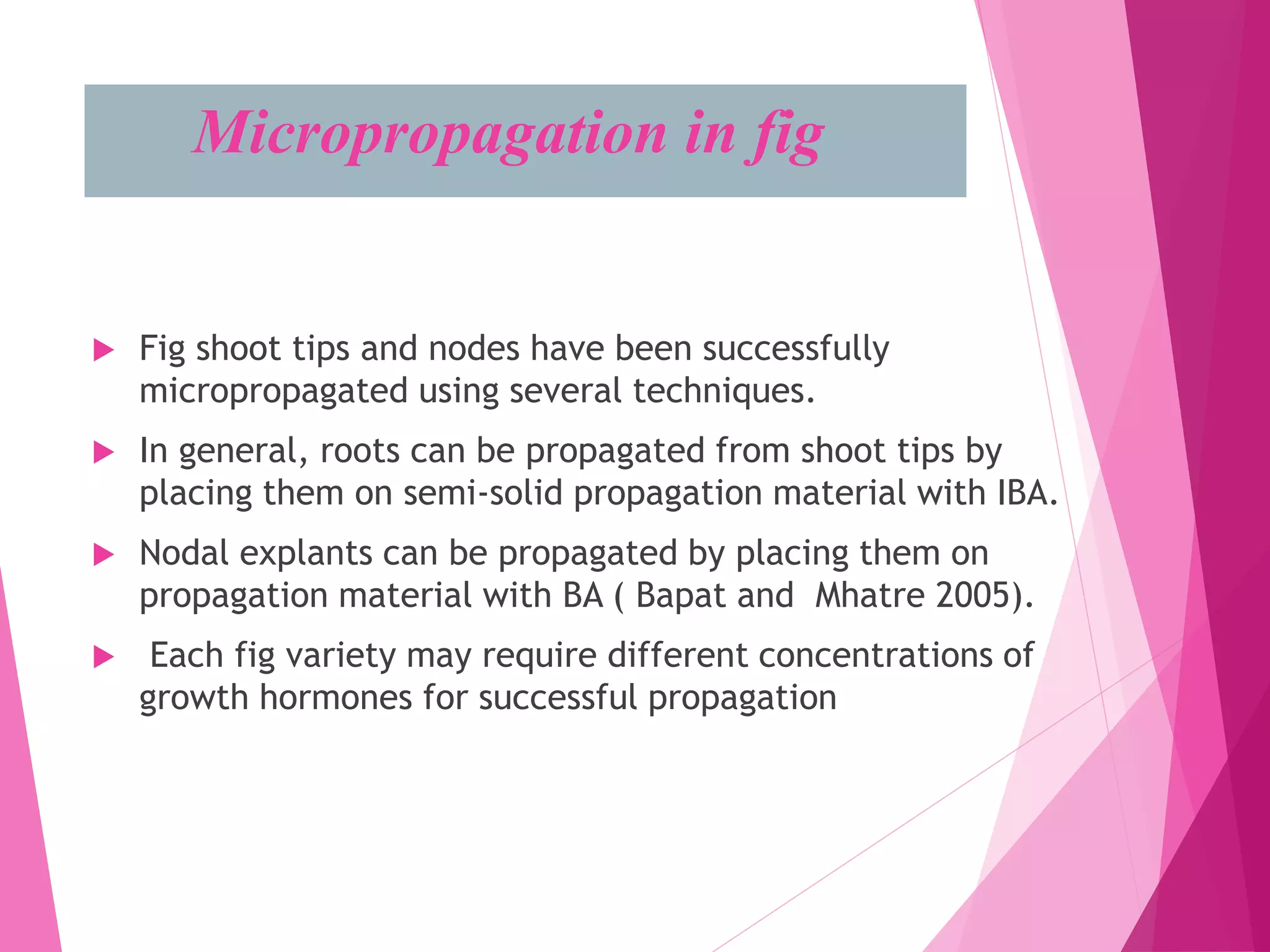 Micropropagation in fig
 Fig shoot tips and nodes have been successfully
micropropagated using several techniques.
 In general, roots can be propagated from shoot tips by
placing them on semi-solid propagation material with IBA.
 Nodal explants can be propagated by placing them on
propagation material with BA ( Bapat and Mhatre 2005).
 Each fig variety may require different concentrations of
growth hormones for successful propagation
 