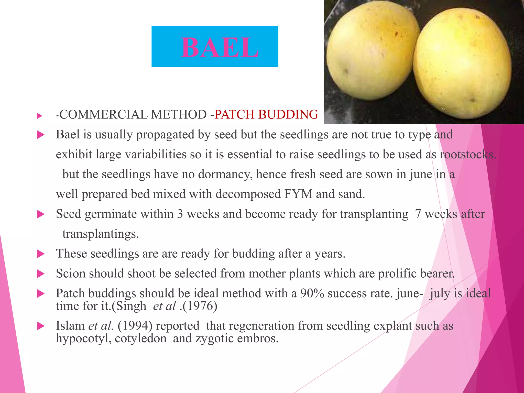 BAEL
 -COMMERCIAL METHOD -PATCH BUDDING
 Bael is usually propagated by seed but the seedlings are not true to type and
exhibit large variabilities so it is essential to raise seedlings to be used as rootstocks.
but the seedlings have no dormancy, hence fresh seed are sown in june in a
well prepared bed mixed with decomposed FYM and sand.
 Seed germinate within 3 weeks and become ready for transplanting 7 weeks after
transplantings.
 These seedlings are are ready for budding after a years.
 Scion should shoot be selected from mother plants which are prolific bearer.
 Patch buddings should be ideal method with a 90% success rate. june- july is ideal
time for it.(Singh et al .(1976)
 Islam et al. (1994) reported that regeneration from seedling explant such as
hypocotyl, cotyledon and zygotic embros.
 