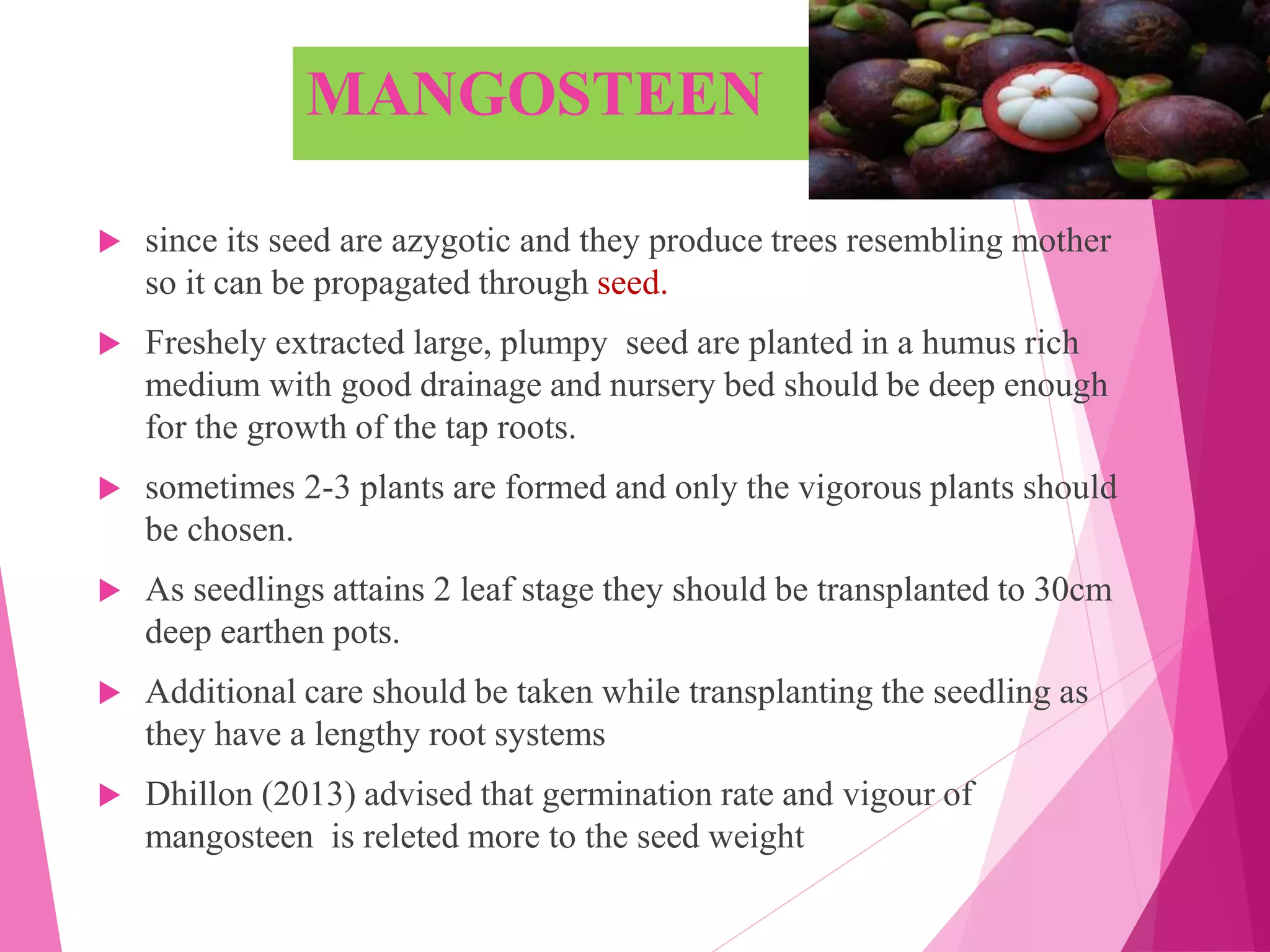 MANGOSTEEN
 since its seed are azygotic and they produce trees resembling mother
so it can be propagated through seed.
 Freshely extracted large, plumpy seed are planted in a humus rich
medium with good drainage and nursery bed should be deep enough
for the growth of the tap roots.
 sometimes 2-3 plants are formed and only the vigorous plants should
be chosen.
 As seedlings attains 2 leaf stage they should be transplanted to 30cm
deep earthen pots.
 Additional care should be taken while transplanting the seedling as
they have a lengthy root systems
 Dhillon (2013) advised that germination rate and vigour of
mangosteen is releted more to the seed weight
 