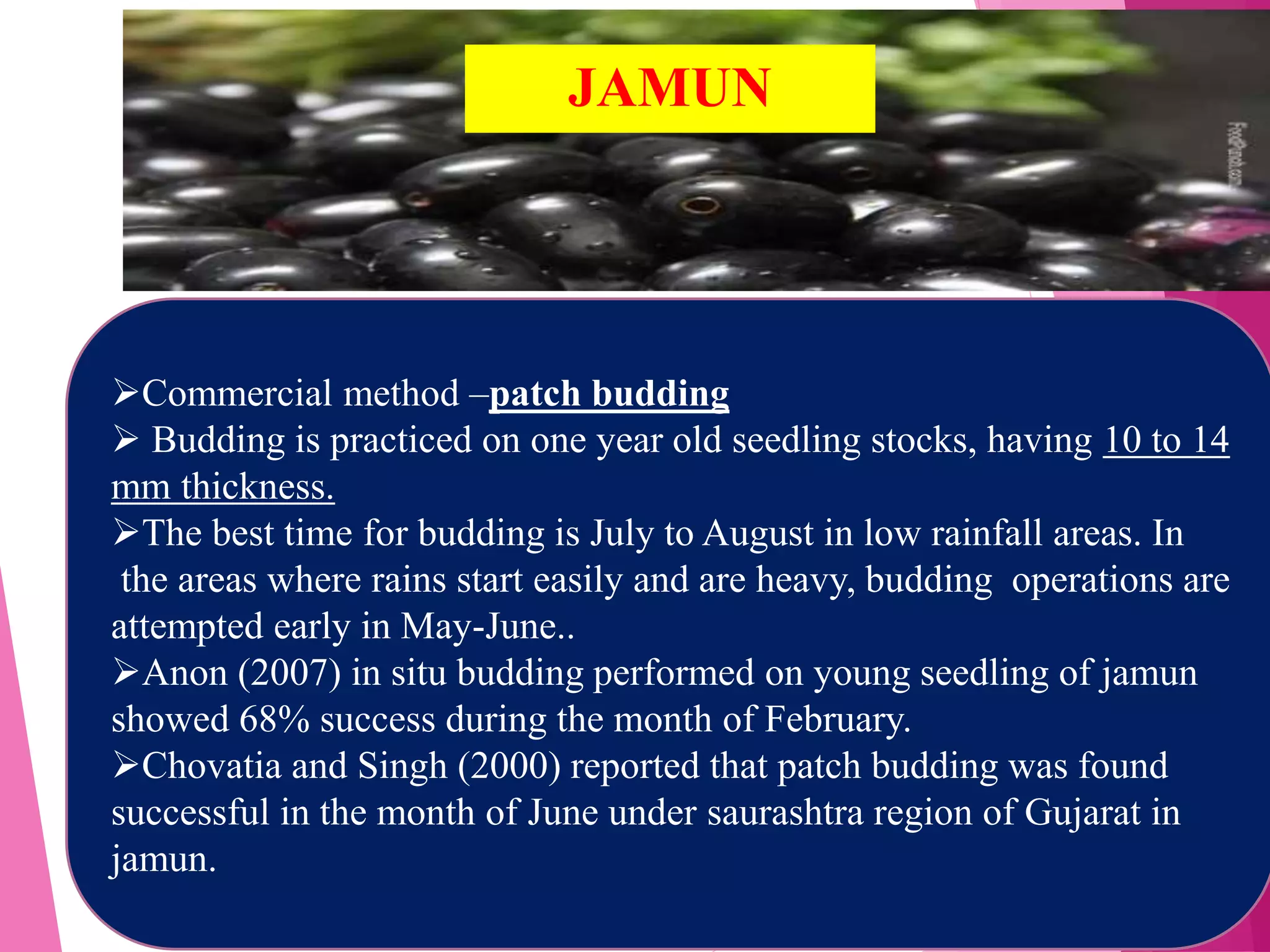 Commercial method –patch budding
 Budding is practiced on one year old seedling stocks, having 10 to 14
mm thickness.
The best time for budding is July to August in low rainfall areas. In
the areas where rains start easily and are heavy, budding operations are
attempted early in May-June..
Anon (2007) in situ budding performed on young seedling of jamun
showed 68% success during the month of February.
Chovatia and Singh (2000) reported that patch budding was found
successful in the month of June under saurashtra region of Gujarat in
jamun.
JAMUN
 