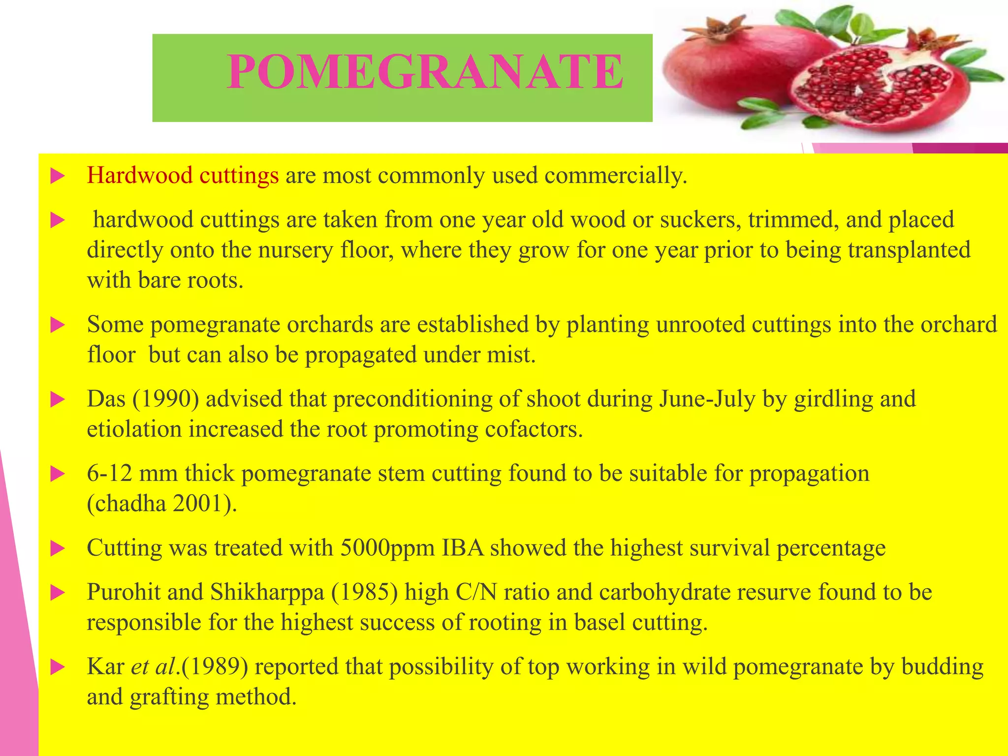 POMEGRANATE
 Hardwood cuttings are most commonly used commercially.
 hardwood cuttings are taken from one year old wood or suckers, trimmed, and placed
directly onto the nursery floor, where they grow for one year prior to being transplanted
with bare roots.
 Some pomegranate orchards are established by planting unrooted cuttings into the orchard
floor but can also be propagated under mist.
 Das (1990) advised that preconditioning of shoot during June-July by girdling and
etiolation increased the root promoting cofactors.
 6-12 mm thick pomegranate stem cutting found to be suitable for propagation
(chadha 2001).
 Cutting was treated with 5000ppm IBA showed the highest survival percentage
 Purohit and Shikharppa (1985) high C/N ratio and carbohydrate resurve found to be
responsible for the highest success of rooting in basel cutting.
 Kar et al.(1989) reported that possibility of top working in wild pomegranate by budding
and grafting method.
 