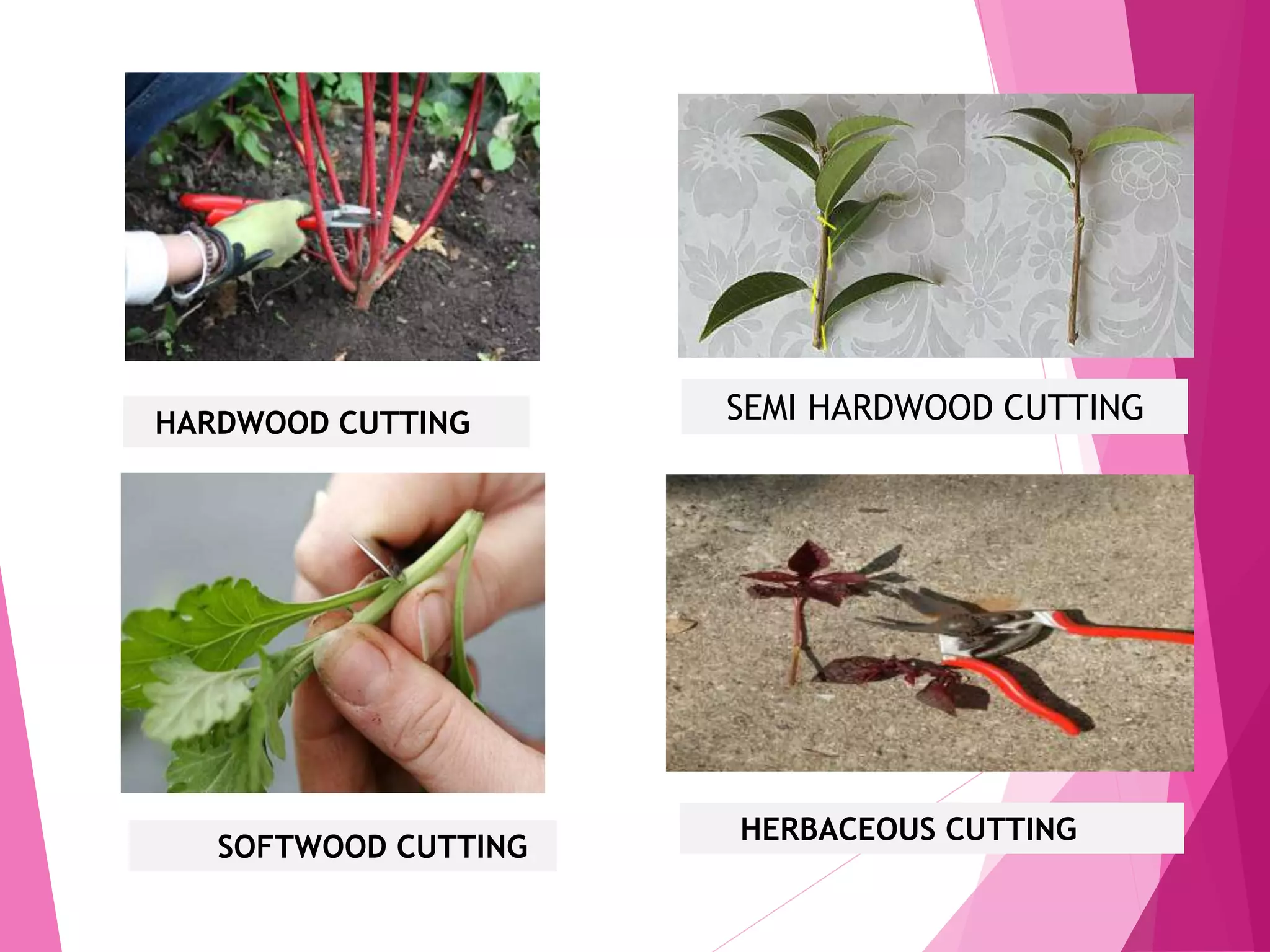HARDWOOD CUTTING SEMI HARDWOOD CUTTING
HERBACEOUS CUTTING
SOFTWOOD CUTTING
 