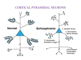 CORTICAL PYRAMIDAL NEURONS
 