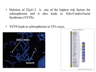 • Deletion of 22q11.2 is one of the highest risk factors for
schizophrenia and it also leads to Velo-Cardio-Facial
Syndrome (VCFS).
• VCFS leads to schizophrenia in 33% cases.
 