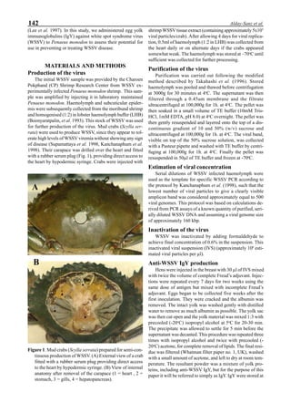 142 Alday-Sanz et al.
(Lee et al. 1997). In this study, we administered egg yolk
immunoglobulins (IgY) against white spot syndrome virus
(WSSV) to Penaeus monodon to assess their potential for
use in preventing or treating WSSV disease.
MATERIALS AND METHODS
Production of the virus
The initial WSSV sample was provided by the Charoen
Pokphand (CP) Shrimp Research Center from WSSV ex-
perimentally infected Penaeus monodon shrimp. This sam-
ple was amplified by injecting it in laboratory maintained
Penaeus monodon. Haemolymph and subcuticular epider-
mis were subsequently collected from the moribund shrimp
and homogenised (1:2) in lobster haemolymph buffer (LHB)
(Boonyaratpalin, et al. 1993). This stock of WSSV was used
for further production of the virus. Mud crabs (Scylla ser-
rata) were used to produce WSSV, since they appear to tol-
erate high levels of WSSV viremia without showing any sign
of disease (Supamattaya et al. 1998, Kanchanaphum et al.
1998). Their carapace was drilled over the heart and fitted
with a rubber serum plug (Fig. 1), providing direct access to
the heart by hypodermic syringe. Crabs were injected with
shrimp WSSV tissue extract (containing approximately 5x105
viral particles/crab). After allowing 4 days for viral replica-
tion, 0.5ml of haemolymph (1:2 in LHB) was collected from
the heart daily or on alternate days if the crabs appeared
somewhat weak. The haemolymph was stored at –70o
C until
sufficient was collected for further processing.
Purification of the virus
Purification was carried out following the modified
method described by Takahashi et al. (1996). Stored
haemolymph was pooled and thawed before centrifugation
at 3000g for 30 minutes at 4o
C. The supernatant was then
filtered through a 0.45um membrane and the filtrate
ultracentrifuged at 100,000g for 1h. at 4o
C. The pellet was
then soaked in a small volume of TE buffer (10mM Tris-
HCl, 1mM EDTA, pH 8.0) at 4o
C overnight. The pellet was
then gently resuspended and layered onto the top of a dis-
continuous gradient of 10 and 50% (w/v) sucrose and
ultracentrifuged at 100,000g for 1h. at 4o
C. The viral band,
visible on top of the 50% sucrose solution, was collected
with a Pasteur pipette and washed with TE buffer by centri-
fuging at 100,000g for 1h. at 4o
C. Finally the pellet was
resuspended in 50µl of TE buffer and frozen at -70o
C.
Estimation of viral concentration
Serial dilutions of WSSV infected haemolymph were
used as the template for specific WSSV PCR according to
the protocol by Kanchanaphum et al. (1998), such that the
lowest number of viral particles to give a clearly visible
amplicon band was considered approximately equal to 500
viral genomes. This protocol was based on calculations de-
rived from PCR assays of a known quantity of purified, seri-
ally diluted WSSV DNA and assuming a viral genome size
of approximately 160 kbp.
Inactivation of the virus
WSSV was inactivated by adding formaldehyde to
achieve final concentration of 0.6% in the suspension. This
inactivated viral suspension (IVS) (approximately 109
esti-
mated viral particles per µl).
Anti-WSSV IgY production
Hens were injected in the breast with 30 µl of IVS mixed
with twice the volume of complete Freud’s adjuvant. Injec-
tions were repeated every 7 days for two weeks using the
same dose of antigen but mixed with incomplete Freud’s
adjuvant. Eggs began to be collected five weeks after the
first inoculation. They were cracked and the albumin was
removed. The intact yolk was washed gently with distilled
water to remove as much albumin as possible. The yolk sac
was then cut open and the yolk material was mixed 1:3 with
precooled (-20o
C) isopropyl alcohol at 5o
C for 20-30 min.
The precipitate was allowed to settle for 5 min before the
supernatant was decanted. This procedure was repeated three
times with isopropyl alcohol and twice with precooled (-
20o
C) acetone, for complete removal of lipids. The final resi-
due was filtered (Whatman filter paper no. 1, UK), washed
with a small amount of acetone, and left to dry at room tem-
perature. The resultant powder was a mixture of yolk pro-
teins, including anti-WSSV IgY, but for the purpose of this
paper it will be referred to simply as IgY. IgY were stored at
Figure 1. Mud crabs (Scylla serrata) prepared for semi-con-
tinuous production of WSSV. (A) External view of a crab
fitted with a rubber serum plug providing direct access
to the heart by hypodermic syringe. (B) View of internal
anatomy after removal of the carapace (1 = heart , 2 =
stomach, 3 = gills, 4 = hepatopancreas).
A
B
 