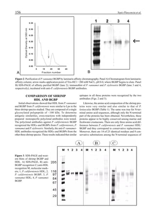 156 Yepiz-Plascencia et al.
COMPARISON OF SHRIMP
HDL AND BGBP
Initial observations showed that HDL from P. vannamei
and BGBP from P. californiensis were similar to Lps in the
three shrimp species studied. They are composed of a single
glycosylated polypeptide of ~100 kDa. To determine
antigenic similarities, cross-reactions with independently
prepared monospecific polyclonal antibodies were tested.
The polyclonal antibodies against P. californiensis BGBP
recognized the HDLs and BGBPs from P. californiensis, P.
vannamei and P. stylirostris. Similarly, the anti-P. vannamei-
HDL antibodies recognized the HDLs and BGBPs from the
other three shrimp species. These results indicated that similar
epitopes in all these proteins were recognized by the two
antibodies (Figs. 2 and 3).
Likewise, the amino acid composition of the shrimp pro-
teins were very similar and also similar to that of P.
leniusculus BGBP (Table 1). The same was true for N-ter-
minal amino acid sequences, although only the N-terminal
part of the proteins has been obtained. Nevertheless, these
proteins appear to be highly conserved among marine and
freshwater crustaceans. There are only three amino acid dif-
ferences between P. californiensis and P. vannamei HDL/
BGBP and they correspond to conservative replacements.
Moreover, there are 14 of 25 identical residues and 8 con-
servative substitutions among the N-terminal sequences of
Figure 3. SDS-PAGE and west-
ern blots of shrimp BGBP and
HDL. A) SDS-PAGE, B) anti-
BGBP recognition C) anti-HDL
recognition M, molecular mark-
ers; 1, P. californiensis HDL, 2,
P. californiensis BGBP; 3, P.
vannamei HDL; 4, P. vannamei
BGBP.
Fraction number
0 10 20 30 40
OpticalDensityat560nm
0.00
0.05
0.10
0.15
0.20
0.25
0.30
0.35
Figure 2. Purification of P. vannamei BGBP by laminarin affinity chromatography. Panel A) Chromatogram from laminarin-
affinity column; arrow marks application point of Tris-HCl + 200 mM NaCL, pH 8.0, where BGBP begins to elute. Panel
B) SDS-PAGE of affinity purified BGBP (lane 2); immunoblot of P. vannamei and P. stylirostris BGBP (lane 3 and 4,
respectively), incubated with anti-P. californiensis BGBP antibodies.
BA
 
