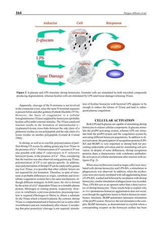 164 Vargas-Albores et al.
Apparently, cleavage of the N-terminus is not involved
in the crustacean event, since the same N-terminal sequence
is present before and after gelation (Fuller& Doolittle 1971b).
However, the basis of coagulation is a cellular
transglutaminase (TGase) supplied by hemocytes (probably
hyaline cells) under external stimulus. The TGase-catalyzed
reaction results in the formation of intermolecular ε−
(γ-glutamyl)-lysine cross-links between the side chain of a
glutamine residue on one polypeptide and the side chain of a
lysine residue on another polypeptide (Lorand & Conrad
1984).
In shrimp, as well as in crayfish, polymerization of puri-
fied shrimp CP occurs by adding guinea pig liver TGase in
the presence of Ca2+
. Polymerization of P. vannamei CP was
also possible with either P. californiensis or P. stylirostris
hemocyte lysate, in the presence of Ca2+
. Thus, considering
that the reaction was also observed using guinea pig TGase,
polymerization of CP is not species-specific. In addition,
since polymerization of shrimp CP can be catalyzed by guinea
pig liver TGase, it is possible that other cellular factors are
not required for clot formation. Therefore, in spite of struc-
tural or probable differences in origin, vertebrate and inver-
tebrate coagulation systems have the same mechanisms, al-
though different strategies. In both cases, the clot is formed
by the action of a Ca2+
-dependent TGase on a clottable plasma
protein, fibrinogen or clotting protein, respectively. How-
ever, in vertebrates, a previous proteolytic processing reac-
tion is required (fibrinogen to fibrin) to obtain a substrate
for the TGase which is found in plasma. By contrast, shrimp
TGase is compartmentalised in hemocytes (as in some other
invertebrates) and acts immediately after release. Consider-
ing that prior proteolytic cleavage is not required, stimula-
tion of hyaline hemocyte with bacterial LPS appears to be
enough to induce the release of TGase and lead to subse-
quent plasma coagulation.
CELLULAR ACTIVATION
Both LPS and ß-glucans are capable of stimulating shrimp
hemocytes to release cellular components. ß-glucans stimu-
late the proPO activating system, whereas LPS can stimu-
late both the proPO system and the coagulation system by
activating different hemocyte populations. In addition to di-
rect activation, the participation of recognition proteins (LPS-
BA and BGBP) is very important in shrimp both for pre-
venting undesirable activation and for stimulating cell acti-
vation. In despite of some differences, shrimp recognition
proteins share a characteristic with vertebrates antibodies:
the activation of cellular mechanisms after reaction with an-
tigens (Fig. 2).
When mice erythrocytes (used as target cells) were incu-
bated with shrimp hemocytes and LPS-BA, a stimulation in
phagocytosis was observed. In addition, when the erythro-
cytes were previously incubated with sub-agglutinating doses
of LPS-BA, washed and followed by incubation with shrimp
hemocytes, similar stimulation of phagocytosis was recorded.
Thus, LPS-BA acts as an opsonin rather than a direct activa-
tor of shrimp hemocytes. These results help to explain why
in vivo spontaneous hemocyte agglutination does not occur,
even though the agglutinin seems to bind to hemocyte mem-
branes. Similarly, BGBP potentiates laminarin stimulation
of the proPO system. However, the real stimulator is the com-
plex BGBP-laminarin, as demonstrated in crayfish where a
corresponding receptor on the hemocyte surface has been
Figure 2. b-glucans and LPS stimulate shrimp hemocytes. Granular cells are stimulated by both microbial compounds
producing degranulation, whereas hyaline cells are stimulated by LPS (and tissue damage) releasing TGase.
 