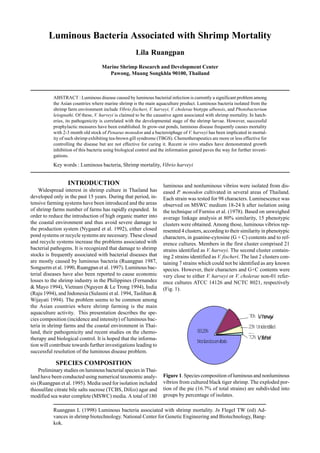Ruangpan L (1998) Luminous bacteria associated with shrimp mortality. In Flegel TW (ed) Ad-
vances in shrimp biotechnology. National Center for Genetic Engineering and Biotechnology, Bang-
kok.
Luminous Bacteria Associated with Shrimp Mortality
Lila Ruangpan
Marine Shrimp Research and Development Center
Pawong, Muang Songkhla 90100, Thailand
ABSTRACT : Luminous disease caused by luminous bacterial infection is currently a significant problem among
the Asian countries where marine shrimp is the main aquaculture product. Luminous bacteria isolated from the
shrimp farm environment include Vibrio fischeri, V. harveyi, V. cholerae biotype albensis, and Photobacterium
leiognathi. Of these, V. harveyi is claimed to be the causative agent associated with shrimp mortality. In hatch-
eries, its pathogenicity is correlated with the developmental stage of the shrimp larvae. However, successful
prophylactic measures have been established. In grow-out ponds, luminous disease frequently causes mortality
with 2-3 month old stock of Penaeus monodon and a bacteroiphage of V. harveyi has been implicated in mortal-
ity of such shrimp exhibiting tea-brown gill syndrome (TBGS). Chemotherapeutics are more or less effective for
controlling the disease but are not effective for curing it. Recent in vitro studies have demonstrated growth
inhibition of this bacteria using biological control and the information gained paves the way for further investi-
gations.
Key words : Luminous bacteria, Shrimp mortality, Vibrio harveyi
INTRODUCTION
Widespread interest in shrimp culture in Thailand has
developed only in the past 15 years. During that period, in-
tensive farming systems have been introduced and the areas
of shrimp farms number of farms has rapidly expanded. In
order to reduce the introduction of high organic matter into
the coastal environment and thus avoid severe damage to
the production system (Nygaard et al. 1992), either closed
pond systems or recycle systems are necessary. These closed
and recycle systems increase the problems associated with
bacterial pathogens. It is recognized that damage to shrimp
stocks is frequently associated with bacterial diseases that
are mostly caused by luminous bacteria (Ruangpan 1987,
Songserm et al. 1990, Ruangpan et al. 1997). Luminous bac-
terial diseases have also been reported to cause economic
losses to the shrimp industry in the Philippines (Fernandez
& Mayo 1994), Vietnam (Nguyen & Le Trong 1994), India
(Raju 1994), and Indonesia (Sulasmi et al. 1994, Taslihan &
Wijayati 1994). The problem seems to be common among
the Asian countries where shrimp farming is the main
aquaculture activity. This presentation describes the spe-
cies composition (incidence and intensity) of luminous bac-
teria in shrimp farms and the coastal environment in Thai-
land, their pathogenicity and recent studies on the chemo-
therapy and biological control. It is hoped that the informa-
tion will contribute towards further investigations leading to
successful resolution of the luminous disease problem.
SPECIES COMPOSITION
Preliminary studies on luminous bacterial species in Thai-
land have been conducted using numerical taxonomic analy-
sis (Ruangpan et al. 1995). Media used for isolation included
thiosulfate citrate bile salts sucrose (TCBS, Difco) agar and
modified sea water complete (MSWC) media. A total of 180
luminous and nonluminous vibrios were isolated from dis-
eased P. monodon cultivated in several areas of Thailand.
Each strain was tested for 98 characters. Luminescence was
observed on MSWC medium 18-24 h after isolation using
the technique of Furniss et al. (1978). Based on unweighed
average linkage analysis at 80% similarity, 15 phenotypic
clusters were obtained. Among those, luminous vibrios rep-
resented 4 clusters, according to their similarity in phenotypic
characters, in guanine-cytosine (G + C) contents and to ref-
erence cultures. Members in the first cluster comprised 21
strains identified as V. harveyi. The second cluster contain-
ing 2 strains identified as V. fischeri. The last 2 clusters con-
taining 7 strains which could not be identified as any known
species. However, their characters and G+C contents were
very close to either V. harveyi or V. cholerae non-01 refer-
ence cultures ATCC 14126 and NCTC 8021, respectively
(Fig. 1).
Figure 1. Species composition of luminous and nonluminous
vibrios from cultured black tiger shrimp. The exploded por-
tion of the pie (16.7% of total strains) are subdivided into
groups by percentage of isolates.
Nonluminousvibrio
83.33%
70% V.herveyi
7.7%V.fisheri
23%Unidentified
LV
 