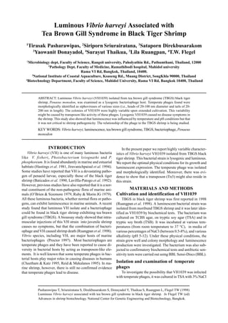 Pasharawipas T, Sriurairatana S, Direkbusarakom S, Donayadol Y, Thaikua S, Ruangpan L, Flegel TW (1998)
Luminous Vibrio harveyi associated with tea brown gill syndrome in black tiger shrimp. In Flegel TW (ed)
Advances in shrimp biotechnology. National Center for Genetic Engineering and Biotechnology, Bangkok.
Luminous Vibrio harveyi Associated with
Tea Brown Gill Syndrome in Black Tiger Shrimp
1
Tirasak Pasharawipas, 2
Siriporn Sriurairatana, 3
Sataporn Direkbusarakom
3
Yaowanit Donayadol, 4
Surayut Thaikua, 3
Lila Ruangpan, 4
T.W. Flegel
1
Microbiology dept, Faculty of Science, Rangsit university, Paholyathin Rd., Pathumthani, Thailand, 12000
2
Pathology Dept, Faculty of Medicine, Ramathibodi hospital, Mahidol university
Rama VI Rd, Bangkok, Thailand, 10400.
3
National Institute of Coastal Aquaculture, Koaseng Rd., Muang District, SongKhla 90000, Thailand
4
Biotechnology Department, Faculty of Science, Mahidol University, Rama VI Rd, Bangkok 10400, Thailand
ABSTRACT: Luminous Vibrio harveyi (VH1039) isolated from tea brown gill syndrome (TBGS) black tiger
shrimp, Penaeus monodon, was examined as a lysogenic bacteriophage host. Temperate phages found were
morphologically identified as siphoviruses of various sizes (i.e., heads of 20-100 nm diameter and tails of 20-
200 nm in length). The colonies of VH1039 were highly variable upon extended cultivation. This variability
might be caused by transposon like activity of these phages. Lysogenic VH1039 caused no disease symptoms in
the shrimp. This study also showed that luminescence was influenced by temperature and pH conditions but that
it was not critical to shrimp pathogenicity. The relationship of the phage to the TBGS shrimp is being studied.
KEY WORDS: Vibrio harveyi, luminescence, tea brown gill syndrome, TBGS, bacteriophage, Penaeus
monodon
INTRODUCTION
Vibrio harveyi (VH) is one of many luminous bacteria
like V. fisheri, Photobacterium leiognathi and P.
phosphoreum. It is found abundantly in marine and estuarial
habitats (Hastings et al. 1981, Jiravanichpaisal et al. 1994).
Some studies have reported that VH is a devastating patho-
gen of penaeid larvae, especially those of the black tiger
shrimp (Baticados et al. 1990, Lavillla-Patogo et al. 1992).
However, previous studies have also reported that it is a nor-
mal constituent of the non-pathogenic flora of marine ani-
mals (O’Brien & Sizemore 1979, Ruby & Morin JG 1979).
All these luminous bacteria, whether normal flora or patho-
gens, can exhibit luminescence in marine animals. A recent
study found that luminous VH isolate and a bacteriophage
could be found in black tiger shrimp exhibiting tea brawn
gill syndrome (TBGS). A bioassay study showed that intra-
muscular injections of this VH strain into juvenile shrimp
causes no symptoms, but that the combination of bacteri-
ophage and VH caused shrimp death (Ruangpan et al. 1998).
Vibrio species, including VH, are major hosts of marine
bacteriophages (Proctor 1997). Most bacteriophages are
temperate phages and they have been reported to cause di-
versity in bacterial hosts by acting as transposon-like ele-
ments. It is well known that some temperate phages in bac-
terial hosts play major roles in causing diseases in humans
(Cheetham & Katz 1995, Reid & Mekalanos 1995). In ma-
rine shrimp, however, there is still no confirmed evidence
that temperate phages lead to disease.
In the present paper we report highly variable character-
istics of Vibrio harveyi VH1039 isolated from TBGS black
tiger shrimp. This bacterial strain is lysogenic and luminous.
We report the optimal physical conditions for its growth and
luminescent expression. The temperate phage was isolated
and morphologically identified. Moreover, there was evi-
dence to show that a transposon (Tn3) might also reside in
this strain.
MATERIALS AND METHODS
Cultivation and identification of VH1039
TBGS in black tiger shrimp was first reported in 1998
(Ruangpan et al. 1998). A luminescent bacterial strain was
isolated from moribund TBGS shrimp and it was later iden-
tified as VH1039 by biochemical tests. The bacterium was
cultured on TCBS agar, on tryptic soy agar (TSA) and in
tryptic soy broth (TSB). It was incubated at various tem-
peratures (from room temperature to 37 °C), in media of
various percentages of NaCl (between 0.5-8%), and various
alkalinity (pH 5-12). Under these physical conditions, the
strain grew well and colony morphology and luminescence
production were investigated. The bacterium was also sub-
jected to confirmatory biochemical tests and antibiotic sen-
sitivity tests were carried out using BBL Sensi-Discs (BBL).
Isolation and examination of temperate
phages
To investigate the possibility that VH1039 was infected
with temperate phages, it was cultured in TSA with 3% NaCl
 