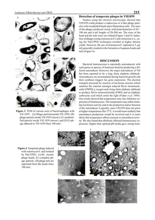 215Luminous Vibrio harveyi and TBGS
Detection of temperate phages in VH1039
Studies using the electron microscopic showed that
VH1039 could produce a siphovirus or λ-like phage parti-
cles with icosahedral heads and a filamentous tails. The sizes
of the phages produced varied, with head diameters of 20 –
100 nm and a tail lengths of 20-200 nm. The sizes of the
head and the tails were not related (Figure 3 and 4). Induc-
tion of phages (using mitomycin-C) and extraction (i.e., us-
ing the NaCl/PEG technique) resulted in higher density
yields. However, the use of mitomycin-C (optimal at 5 µg/
ml) generally resulted in the formation of separate heads and
tails (Figure 4).
DISCUSSION
Bacterial luminescense is reportedly autoinduced, with
each genus or species of luminous bacteria producing a dif-
ferent autoinducer. However, the major autoinducer of VH
has been reported to be a long chain aliphatic aldehyde.
Autoinducers are accumulated during bacterial growth and
their synthesis triggers lux gene expression. The electron
transport proceeds by reaction of luciferase enzyme which
catalizes the reaction amongst reduced flavin mononucle-
otide (FMNH2
), oxygen and a long chain aliphatic aldehyde
to produce flavin mononucleotide (FMN) and an aliphatic
carboxylic acid which emits the light (Fisher et al. 1995).
Our results showed that temperature may also influence ex-
pression of luminescence. The temperature may either stimu-
late luciferase activity and/or the production and/or function
of the autoinducer. Logically, since VH1039 does not grow
at higher temperatures like 37°C, it would seem unlikely that
autoinducer production would be involved and it is more
likely that temperature affects enzyme or autoinducer activ-
ity. We also found that alkalinity affected luminescence ex-
pression. Higher than optimal-pH media gave strong lumi-
Figure 3. TEM of various sizes of bacteriophages with
VH 1039. (A) Phage particleoutside VH 1039; (B)
phage particle inside VH 1039 (arrow); (C) unidenti-
fied particle inside VH 1039 (arrow); and (D-E) ph-
age adhered to VH 1039 (bars 100 nm).
A B
C
D E
Figure 4. Temperate phage induced
with mitomycin-C and isolated
by NaCl/PEG. (A-B) mostly
phage heads; (C) complete ph-
age particle; (D) phage tails are
seperated from the heads (bars
100 nm).
 