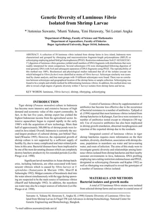 Genetic Diversity of Luminous Vibrio
Isolated from Shrimp Larvae
*1
Antonius Suwanto, 2
Munti Yuhana, 2
Emi Herawaty, 2
Sri Lestari Angka
1
Department of Biology, Faculty of Science and Mathematics
2
Department of Aquaculture, Faculty of Fisheries
Bogor Agricultural University, Bogor 16144, Indonesia.
ABSTRACT: A collection of 58 luminous vibrio isolated from shrimp farms in Java island, Indonesia were
characterised and grouped by ribotyping and macrorestriction fragment-length polymorphisms (MFLP) or
schizotyping employing pulsed field gel electrophoresis (PFGE). Restriction endonucleaseNotI (5’-GCGGCCGC-
3’) digestion of luminous vibrio genomes yielded small numbers of DNA fragments with distributions that were
readily interpreted for strain comparison. Several schizotypes (19) were distinguished following digestion of
total genomic DNA with NotI and subsequent separation of DNA fragments using PFGE. The reproducibility of
this method was 100%. Biochemical and physiological studies indicated that all of the isolates (except one
which belonged to Vibrio fischeri) were identified as strains of Vibrio harveyi. Schizotype similarity was exam-
ined by cluster analysis, and four main groups with 19 different schizotypes were found. There was no correla-
tion between schizotypes and geographical location of the shrimp farms or sample collection. Schizotyping was
found to be a simple and reliable method for differentiating luminous vibrios. In addition, this method alone was
able to reveal a high degree of genetic diversity within V. harveyi isolates from shrimp farms and larvae.
KEY WORDS: luminous, Vibrio harveyi, shrimp, ribotyping, schizotyping
*e-mail address:asuwanto@indo.net.id
INTRODUCTION
Tiger shrimp (Penaeus monodon) culture in Indonesia
has become more intensive and extensive because of high
demand and economic value of this export commodity. In
fact, in the last five years, shrimp export has yielded the
highest Indonesian income from the agricultural sector. In-
tensive aquaculture began to expand rapidly in the early
1980’s with the acquisition of new technology. More than
half of approximately 300,000 ha of shrimp ponds were lo-
cated in Java island. Overall, Indonesia is currently the sec-
ond largest producer of cultured shrimp, just behind Thai-
land (Winarno 1995). However, the exponential growth of
shrimp culture is not supported by a sufficient supply of
healthy fry, due to many complicated and inter-related prob-
lems in this area. Bacterial diseases have been implicated to
be one of the most devastating diseases which can completely
destroy hatchery productivity for extended periods (Lavilla-
Pitogo et al. 1990).
Significant larval mortalities in Asian shrimp hatch-
eries, including Indonesia, are often associated with lumi-
nescent vibriosis which is caused by Vibrio harveyi or V.
splendidus (Sunaryanto & Mariam 1986; Shariff &
Subasinghe 1992). Midgut contents of broodstock shed into
the water almost simultaneously with the eggs during spawn-
ing are suspected to be the main source of luminous vibrios
(Shariff and Subasinghe 1992). In addition, the nearshore
sea water may also be a major sources of infection (Lavilla-
Pitogo et al. 1990).
Control of luminous vibrios by supplementation of
antibiotics has become less effective due to the occurrence
of bacterial resistance to a number of antibiotics. Tjahjadi et
al. (1994) reported that most luminous vibrios isolated from
shrimp hatcheries in Kalianget, East Java were resistant to a
number of antibiotics tested except to rifampicin (50 mg/
ml). Use of excessive antibiotics has also been implicated
in shrimp growth retardation, abnormal morphogenesis and
rejection of the exported shrimp due to the residuals.
Integrated control of luminous vibrios in tiger
shrimp hatcheries requires more information on the their
numbers, diversity, distribution, association with shrimp dis-
ease, population in nearshore sea water and larva-rearing
water, and route of infection. The aims of this study were to
investigate genetic diversity and relationships among lumi-
nous vibrios isolated from shrimp hatcheries and their nearby
seawater environments in Java, Indonesia. DNA profiling
employing rare-cutting restriction endonucleases and PFGE,
designated as schizotyping (Suwanto and Kaplan 1992) as
well as ribotyping was employed to reveal the genotypes of
a number of luminous vibrios isolated.
MATERIALS AND METHODS
Bacterial isolates and growth media
A total of 55 luminous Vibrio strains were isolated
from selected shrimp farms and sea water in coastal areas of
Suwanto A, Yuhana M, Herawaty E, Angka SL (1998) Genetic Diversity of Luminous Vibrio Iso-
lated from Shrimp Larvae In Flegel TW (ed) Advances in shrimp biotechnology. National Center for
Genetic Engineering and Biotechnology, Bangkok.
 