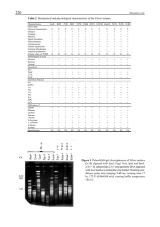 220 Suwanto et al.
Table 2. Biochemical and physiological characteristics of the Vibrio isolates.
Characteristics GcB B2H P1B HHT VTM VhBk MYS AT23B Dan10 W1B W3B S14B
Gram stain - - - - - - - - - - - -
Glucose fermentation F F F F F F F F F F F F
Oxidase + + + + + + + + + + + +
Catalase + + + + + + + + + + + +
Motility + + + + + + + + + + + +
Indole formation + + + + + + + + + + + +
H2S formation + + + + + + + + + + + +
Luminescence + + + + + + + - + + + +
Gelatin liquifaction + + + + + + + + + + + +
Arginine dihydrolase - - - - - - - - - - - -
Amylase production + + + + + + + + + + + +
Colony color on TCBS G G G G G G G G G G G G
Fermentation to acid
Glucose + + + + + + + + + + + +
Sucrose - - - - - - - - - - - -
Lactose - - - - - - - - - - - -
Growth at
4oC - - - - - - - - - - - -
28oC + + + + + + + + + + + +
37oC + + + + + + + + + + + +
55oC - - - - - - - - - - - -
Growth in NaCl at
0% - - - - - - - - - - - -
0.50% + + + + + + + + + + + +
1% + + + + + + + + + + + +
3% + + + + + + + + + + + +
5% + + + + + + + + + + + +
7% + + + + + + + + + + + +
9% + + + + + + + + + + + +
10% - - - - - - - - - - - -
11% - - - - - - - - - - - -
Utilization of
Citrate + + + + + + + + + + + +
Glucose + + + + + + + + + + + +
Lactose - - - - - - - - - - - -
Sucrose - - - - - - - - - - - -
Glycine + + + + + + + + + + + +
L-Arginine + + + + + + + + + + + +
L-Tyrosine + + + + + + + + + + + +
L-Serine + + + + + + + + + + + +
Acetate + + + + + + + + + + + +
Identification Vh Vh Vh Vh Vh Vh Vh Vh Vh Vh Vh Vh
Figure 1. Pulsed-field gel electrophoresis of Vibrio isolates
Gc1B, digested with ApaI, EagI, NotI, SpeI and SmaI.
2.4.1 = R. sphaeroides 2.4.1 total genomic DNA digested
with AseI used as a molecular size marker. Running con-
ditions: pulse time ramping 5-48 sec, running time 17
hr, 175 V (0.06-0.09 mA), running buffer temperature
14±1o
C.
 