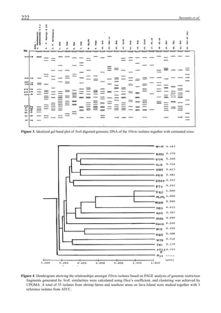 222 Suwanto et al.
Figure 3. Idealized gel band plot of NotI digested genomic DNA of the Vibrio isolates together with estimated sizes.
Figure 4. Dendrogram showing the relationships amongst Vibrio isolates based on PAGE analysis of genomic restriction
fragments generated by NotI. similarities were calculated using Dice’s coefficient, and clustering was achieved by
UPGMA. A total of 55 isolates from shrimp farms and seashore areas on Java Island were studied together with 3
reference isolates from ATCC.
 
