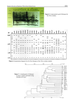 223Genetic diversity of luminous Vibrio from shrimp larvae
Figure 5. A representative gel of ribotypes for
the Vibrio isolates.
Figure 6. Interpretation diagram for all of the ribotypes of the Vibrio isolates studied.
Figure 7. A dendrogram of ribotypes
of Vibrio isolates generated using
UPGMA (NT-Sys).
 