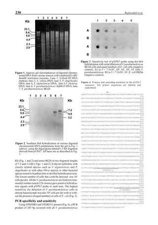 230 Rojlorsakul et al.
Kb (Fig. 1 and 2) and strain BG26 at two fragment lengths
of 7.2 and 3.2 Kb ( Figs. 1 and 2). It did not hybridize with
closely related species such as V. alginolyticus and P.
shigelloides or with other Vibrio species or other bacterial
species tested in Southern blot or dot blot hybridization tests.
The lowest number of cells that could be detected was 105
cells per dot. All the V. parahaemolyticus sea food (environ-
mental) isolates tested (126 strains) gave positive hybridiza-
tion signals with pVPA7 probe in such tests. The highest
sensitivity for detection of V. parahaemolyticus cells in
shrimp haemolymph was also 105
cells per dot with or with-
out the presence of equal numbers of cells of E. coli (Fig. 3).
PCR specificity and sensitivity
Using VPAFOR3 and VPAREV1 primers (Fig. 4), a PCR
product of 285 bp occurred with all V. parahaemolyticus
Figure 4. Primers and annealing positions in the pVPA7
sequence. The primer sequences are labeled and
underlined.
50
GAATTCGCCATCTCCGACTCAAAACAATGGCTAGATGTNACCAACCCGGC
100
AACCAACGAAGTGATTGCGCAAGTACCTTGTGCCACGGAATCGGAAATGA
150
ATGCGGCGATCGAACTTCTAGATGACCTAATTAACCAAAACGTGAAAGTG
200
CAAGGAACGCCTCCTGAAGANCAAAGCTTGCTTGGCACAATTTTCATTTC
250
TTGGTTCCCAATGATCGTGACAGCCTTTGCACTTTGCACAGGAAACTGGT
300
GGTCATATTTCGATTGATAACGTATCGGATAATCCTCTTGGATTGGAAGA
350
ATGGCAGCAAGCTTTGGTTCACGTACGTGAAATGGGCTGGTCAGAAGGTC
400
AAGAAGGTTACACGACAGGTTGTGGTCAGAATGACTGGCAAAACAAACGT
450
TGGCCATGTGAACCGGGACAAGGTTACTTTGGACGTGGTGCTAAACAGCT
500
TTCTTACCACTTTAACTATGGCGCGTTCTCTGAAGTGATGTTTGATGGCG
550
ANGCATCTGTATTGCTGAAAAATCCAAGTTTGGTTGCGGATTCCTGGCTG
600
AACTTGGCATCCGCTATCTGGTTCTTCCTAACCCCACAGCACCTAAACCA
650
GCAATGCTACATGTTATTGAACGTACTTGGGTTCCTTCNCAACNTGAACT
700
TGATGCAGCATTGGTTACGCTTCCGTACCACTATCAACGTGATCGACAAA
750
CAATTTTGATGGATGTTGAGGTTAATTCCCTGACTTTGCGAAAAGTGTTC
800
CGGATCGATGAGCCTGAAACCAGACCCGATAGACCAGATGCGACAACGGC
850
GGCTTTAGCTGGGCCACCTTTCATGTGACCAAGTAGAGAAAATGCGACTT
900
TAATGAAGTAAGCACCCGCACCCGCACGCTCTANCATCGCGCCAAACAGT
950
ACAAACAAGAATACGAAAGAAGTGGATACACCTAACGCAACACCAAATAC
1000
CCCTTCGGTGGTTAGCCACAGATGCGACATCGCTTTACCTAAGCTTGCGC
VPAFOR3→ 1050
CTTTGTGGGCTATGACATCTGGCATGTATGGGCCAGCAAACGTGTTAGTC
1100
NGGAACACGGCGGCCACAACCATTAGCGGAGGCCCTAATGCACGACGAGT
1150
CCCTTCAAGTAGCAATATCATACCAACGACCGCAACCACAATATCCGCAG
1200
TGGTGGGCGCGCCGGAACTCCTGCGAGTTCGGTGTAGAAAAGGTAGATAT
1250
AGGCAGCCGAAAAGCTACCCGCTAACGCGAGAATCCAATCCACAAGAGGA
←VPAREV1 1300
ATTGATCTTAACGACTGGCACAACGATACTGGCAACAAAAATAATAATGG
1350
CGATACCATACATTCCGCTTCTGACCAAAGACGCAACACCAGAGAAAATC
1400
GTATCTTCAAGGCGTTGACCGTTGGTTATCAAAATCGAAATAGGAATAAG
1450
GTTAGCAGGAAAAATCGCGATAGTAGCCGCGACTAGGTAAGCCCACGTTT
TTTGAATCGAGTTTGGCTTACGATGATAGAGCTCC
Figure 3. Sensitivity test of pVPA7 probe using dot blot
hybridization with serial dilutions of V. parahaemolyticus
BG26 cells and equal numbers of E. coli cells (negative
control). A1 to 5 = 7.5x107
, 106
, 105
, 104
, 103
cells V.
parahaemolyticus. B1 to 3 = 7.5x102
, 101
, E. coli DH5α
(negative control).
1 2 3 4 5
A
A
B
B
Figure 1. Agarose gel electrophoresis of digested chromo-
somal DNA from various sources with combined EcoRI/
BamHI restriction enzymes. Lane 1, λ/Hind III DNA
markers; lane 2, A. sobria DNA; lane 3, P. shigelloides
DNA; lane 4, V. alginolyticus DNA; lane 5,V. cholerae
DNA; lane 6, V. parahaemolyticus AQ4613 DNA; lane
7, V. parahaemolyticus BG26.
23.1
9.4
6.6
4.4
2.3
2.0
1 2 3 4 5 6 7
Kb
Figure 2. Southern blot hybridization of various digested
chromosomal DNA preparations from the gel in Fig. 1
(above) using the digoxigenin labeled 1.5 Kb fragment
derived from pVPA7. All lanes are as described in Fig.
1.
7.2
6.8
3.2
23.1
9.4
6.6
4.4
2.3
2.0
1 2 3 4 5 6 7
KbKb
 