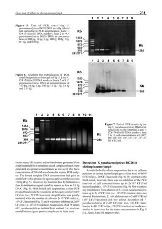 231Detection of Vibrio in shrimp haemolymph
Detection V. parahaemolyticus BG26 in
shrimp haemolymph
As with the broth culture suspensions, bacterial cell sus-
pensions in shrimp haemolymph gave a faint band at 4x103
CFU/ml (i.e., 20 CFU/reaction) (Fig. 8). By contrast to the
broth result, however, there was no inhibition of the PCR
reaction at cell concentrations up to 2x1010
CFU/ml
haemolymph (i.e., 108
CFU/reaction) (Fig. 9). Nor was there
any interference from addition of E. coli at equal concentra-
tions up to 2x109
CFU/ml (i.e., 107
CFU/reaction) (data not
shown). Furthermore, E. coli additions up to 2x109
CFU/ml
(107
CFU/reaction) did not affect detection of V.
parahaemolyticus at 2x104
CFU/ml (i.e., 100 CFU/reac-
tion) or 4x103
CFU/ml (i.e., 20 CFU/reaction) as bands were
similar to those seen for the same concentrations in Fig. 8
(i.e., lanes 2 and 10, respectively).
Figure 5. Test of PCR sensitivity. V.
parahaemolyticus BG26 DNA serially diluted
and subjected to PCR amplification. Lane 1,
∅X174/HaeIII DNA markers; lane 2 to 9,V.
parahaemolyticus BG26 DNA at concentra-
tions of 100 pg, 10 pg, 1 pg, 100 fg, 10 fg, 1 fg,
0.1 fg, and 0.01fg.
strains tested (91 strains) and no bands were generated from
other bacterial DNA templates tested. Amplicon bands were
generated at a primer concentration as low as 50 nM, but a
concentration of 200 nM was chosen for routine PCR analy-
sis. The lowest template DNA concentration that gave an
amplified visible product in agarose gel electrophoresis was
100 fg (Fig. 5). However, by Southern blot hybridization a
faint hybridization signal could be seen at as low as 0.1 fg
DNA. (Fig. 6). With boiled cell suspensions, a faint PCR
product band could be visualized at the equivalent of 4x103
CFU/ml (i.e., 20 CFU/reaction). Amplification was greatly
inhibited when the number of cells was 2x1010
CFU/ml (i.e.,
108
CFU/reaction) (Fig. 7) and it was partly inhibited at 2x109
CFU/ml (i.e., 107
CFU/reaction). Suspensions of all 75 strains
of V. parahaemolyticus isolated from seafood (i.e., environ-
mental isolates) gave positive amplicons in these tests.
Figure 6. Southern blot hybridization of PCR
amplified products from gel in Fig. 5. Lane 1,
∅X174/HaeIII DNA markers; lanes 2 to 9, V.
parahaemolyticus DNA at concentrations of
100 Pg, 10 pg, 1 pg, 100 fg, 10 fg, 1 fg, 0.1 fg
and 0.01 fg.
Figure 7. Test of PCR sensitivity us-
ing V. parahaemolyticus BG26 cul-
tured cells as the template. Lane 1,
∅X174/HaeIII DNA markers; lane
2 to 11, cell concentrations at 2x1010
,
109
, 108
, 107
, 106
, 105
, 104
, 103
,102
,
101
CFU/ml.
Kb
1353
1078
872
603
281/271
1 2 3 4 5 6 7 8 9
285310
Kb
1 2 3 4 5 6 7 8 9
1353
1078
872
603
281/271
285310
Kb
Kb
1 2 3 4 5 6 7 8 9 10 11
1353
1078
872
603
281/271
310
Kb
285
Kb
 