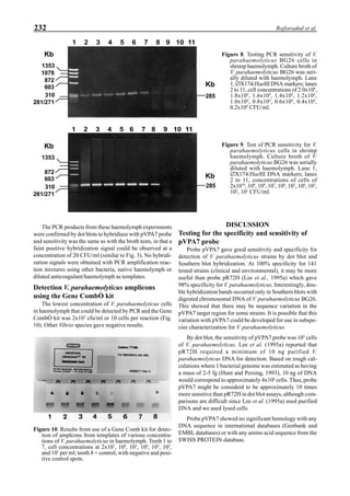 232 Rojlorsakul et al.
The PCR products from these haemolymph experiments
were confirmed by dot blots to hybridiaze with pVPA7 probe
and sensitivity was the same as with the broth tests, in that a
faint positive hybridization signal could be observed at a
concentration of 20 CFU/ml (similar to Fig. 3). No hybridi-
zation signals were obtained with PCR amplification reac-
tion mixtures using other bacteria, native haemolymph or
diluted anticoagulant/haemolymph as templates.
Detection V. parahaemolyticus amplicons
using the Gene CombÒ kit
The lowest concentration of V. parahaemolyticus cells
in haemolymph that could be detected by PCR and the Gene
CombÒ kit was 2x103
cfu/ml or 10 cells per reaction (Fig.
10). Other Vibrio species gave negative results.
DISCUSSION
Testing for the specificity and sensitivity of
pVPA7 probe
Probe pVPA7 gave good sensitivity and specificity for
detection of V. parahaemolyticus strains by dot blot and
Southern blot hybridization. At 100% specificity for 141
tested strains (clinical and environmental), it may be more
useful than probe pR72H (Lee et al., 1995a) which gave
98% specificity for V. parahaemolyticus. Interestingly, dou-
ble hybridization bands occurred only in Southern blots with
digested chromosomal DNA of V. parahaemolyticus BG26.
This showed that there may be sequence variation in the
pVPA7 target region for some strains. It is possible that this
variation with pVPA7 could be developed for use in subspe-
cies characterization for V. parahaemolyticus.
By dot blot, the sensitivity of pVPA7 probe was 105
cells
of V. parahaemolyticus. Lee et al. (1995a) reported that
pR72H required a minimum of 10 ng purified V.
parahaemolyticus DNA for detection. Based on rough cal-
culations where 1 bacterial genome was estimated as having
a mass of 2-5 fg (Hunt and Persing, 1993), 10 ng of DNA
would correspond to approximately 4x106
cells. Thus, probe
pVPA7 might be considerd to be approximately 10 times
more sensitive than pR72H in dot blot assays, although com-
parisons are difficult since Lee et al. (1995a) used purified
DNA and we used lysed cells.
Probe pVPA7 showed no significant homology with any
DNA sequence in international databases (Genbank and
EMBL databases) or with any amino acid sequence from the
SWISS PROTEIN database.
1 2 3 4 5 6 7 8 9 10 11
1353
1078
872
603
281/271
310
Kb
285
Kb
1 2 3 4 5 6 7 8 9 10 11
1353
872
603
281/271
310
Kb
285
Kb
Figure 8. Testing PCR sensitivity of V.
parahaemolyticus BG26 cells in
shrimp haemolymph. Culture broth of
V. parahaemolyticus BG26 was seri-
ally diluted with haemolymph. Lane
1, ∅X174/HaeIII DNA markers; lanes
2 to 11, cell concentrations of 2.0x104
,
1.8x104
, 1.6x104
, 1.4x104
, 1.2x104
,
1.0x104
, 0.8x104
, 0.6x104
, 0.4x104
,
0.2x104
CFU/ml.
Figure 9. Test of PCR sensitivity for V.
parahaemolyticus cells in shrimp
haemolymph. Culture broth of V.
parahaemolyticus BG26 was serially
diluted with haemolymph. Lane 1,
∅X174/HaeIII DNA markers; lanes
2 to 11, concentrations of cells of
2x1010
, 109
, 108
, 107
, 106
, 105
, 104
, 103
,
102
, 101
CFU/ml.
Figure 10. Results from use of a Gene Comb kit for detec-
tion of amplcons from templates of various concentra-
tions of V. parahaemolyticus in haemolymph. Teeth 1 to
7, cell concentrations at 2x107
, 106
, 105
, 104
, 103
, 102
,
and 101
per ml; tooth 8 = control, with negative and posi-
tive control spots.
 