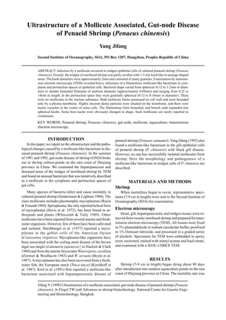 Jifang Y (1998) Ultrastructure of a mollicute associated, gut-node disease of penaeid shrimp (Penaeus
chinensis). In Flegel TW (ed) Advances in shrimp biotechnology. National Center for Genetic Engi-
neering and Biotechnology, Bangkok.
Ultrastructure of a Mollicute Associated, Gut-node Disease
of Penaeid Shrimp (Penaeus chinensis)
Yang Jifang
Second Institute of Oceanography, SOA, PO Box 1207, Hangzhou, Peoples Republic of China
ABSTRACT: Infection by a mollicute occurred in midgut epithelial cells of cultured penaeid shrimp (Penaeus
chinensis). Grossly, the midgut of moribund shrimp was partly swollen with 1-3 red, knob like to sausage shaped
areas. The knob diameters were approximately 2mm and consisted of many granules. Examination by transmis-
sion electron microscopy (TEM) revealed heavy infections of a filamentous mollicute-like bacterium in cyto-
plasm and perinuclear spaces of epithelial cells. Bacterial shape varied from spherical (0.12 to 1.2mm in diam-
eter) to slender branched filaments of uniform diameter (approximately 0.09mm) and ranging from 0.25 to
14mm in length. In the perinuclear space they were generally spherical (0.12 to 0.16mm in diameter). There
were no mollicutes in the nuclear substance. Both mollicute forms possessed no cell wall and were bounded
only by a plasma membrane. Highly electron dense particles were situated on the membrane, and there were
lucent vacuoles in the centre of some cells. The filamentous form branched, and branch ends expanded into
spherical knobs. Some host nuclei were obviously changed in shape. Such mollicutes are rarely reported in
crustaceans.
KEY WORDS: Penaeid shrimp, Penaeus chinensis, gut node, mollicute, aquaculture, transmission
electron microscopy
INTRODUCTION
In this paper, we report on the ultrastructure and the patho-
logical changes caused by a mollicute-like bacterium in dis-
eased penaeid shrimp (Penaeus chinensis). In the summer
of 1991 and 1992, gut-node disease of shrimp (GND) broke
out in shrimp culture-ponds on the east coast of Zhejiang
province in China. We examined the hepatopancreas and
diseased areas of the midgut of moribund shrimp by TEM
and found an unusual bacterium that was tentatively described
as a mollicute in the cytoplasm and perinuclear spaces of
gut cells.
Many species of bacteria infect and cause mortality in
cultured penaeid shrimp (Sindermann & Lightner 1988). The
class mollicutes includes pleomorphic mycoplasmas (Razin
& Freundt 1984). Spiroplasma, the only reported helical form
of mycoplasma (Davis et al. 1972), has been found in ar-
thropods and plants (Whitcomb & Tully 1989). Other
mollicutes have been reported from several marine and fresh-
water organisms. However, few of them have been cultivated
and isolated. Harshbarger et al. (1977) reported a myco-
plasma in the goblet cells of the American Oyster
(Crassostrea virginica). Mycoplasma-like organisms have
been associated with the coiling stunt disease of the brown
algal sea tangle (Laminaria japonica) ( in Hackett & Clark
1989) and from the marine bryozoans Watersipora cucullata
(Zimmer & Woollacott 1983) and W. arcuata (Boyle et al.
1987). A mycoplasma has also been recovered from a fresh-
water fish, the European tench (Tinca tinca) (Kirchhoff et
al. 1987). Krol et al. (1991) first reported a mollicute-like
bacterium associated with hepatopancreatic disease of
penaeid shrimp (Penaeus vannamei). Yang Jifang (1992) also
found a mollicute-like bacterium in the gill epithelial cells
of penaeid shrimp (P. chinensis) with black gill disease.
However, no one has successfully isolated mollicutes from
shrimp. Here the morphology and pathogenesis of a
mollicute-like bacterium in midgut cells of P. chinensis are
described.
MATERIALS AND METHODS
Shrimp
When mortalities began to occur, representative speci-
mens (7-9 cm in length) were sent to the Second Institute of
Oceanography (SOA) for examination.
Electron microscopy
Heart, gill, hepatopancreatic and midgut tissues were re-
moved from twenity moribund shrimp and prepared for trans-
mission electron microscopy (TEM). All tissues were fixed
in 3% glutaraldehyde in sodium cacodylate buffer, postfixed
in 1% Osmium tetroxide, and processed in a graded series
of alcohols. Specimens for TEM were embedded in epoxy
resin, sectioned, stained with uranyl acetate and lead citrate,
and examined with a JEOL-1200EX TEM.
RESULTS
Shrimp (7-9 cm in length) began dying about 90 days
after introduction into outdoor aquaculture ponds on the east
coast of Zhejiang province in China. The mortality rate was
 