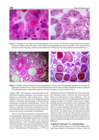246 Flegel & Pasharawipas
Lightner 1996). The questioner commented that this dif-
fered from his general experience with mammals, and he
asked for an explanation. None could be given. Under-
standably, those were early days in the burgeoning shrimp
industry in Thailand, and knowledge of shrimp defense
mechanisms was (and still is) relatively poor. Even so, the
question has remained unanswered over the past ten years.
However, experience with recent viral epizootics in culti-
vated shrimp has led us to the startling conclusion that crus-
taceans may actively accommodate viral pathogens.
How we arrived at this conclusion is outlined in the fol-
lowing paragraphs. Basically, it was inspired by incidences
in which farmed shrimp rapidly acquired what we initially
called tolerance to formerly lethal viral infections
(Pasharawipas et al. 1997). We called it acquired tolerance
rather than resistance, because the shrimp had active but in-
nocuous infections. Our initial description of these infec-
tions as “latent infections” (Pasharawipas et al. 1997) was
inappropriate, because it inferred that the viruses were some-
how transiently inactive. However, that was not the case.
They were in the process of active replication. Thus, the
situation with the shrimp was fundamentally different from
acquired resistance in vertebrates which involves antigen/
antibody reactions and normally results in pathogens being
cleared from the host. Also, latent viral infections of verte-
brates are usually quiescent, and long-term chronic infec-
tions (persistent, active infections) are the exception rather
than the rule. By contrast, active, but innocuous, persistent
infections seem to be the rule rather than the exception in
crustaceans, and we eventually concluded that this predomi-
nance of persistent infections might be the manifestation of
a general crustacean mechanism for accommodation of viral
pathogens.
Acquired “tolerance” to viral infections
In 1989 our group (Fegan et al. 1991) first found in Thai-
land large numbers of polyhedral occlusion bodies of
Figure 1. Examples of viral infetion in the hepatopancreas of P. monodon. On the left is tissue infected with monodon
baculovirus (MBV) and on the right is tissue infected with hepatopancreatic parvovirus (HPV). Note the lack of host
response in spite of the heavy infections and compare this with the same tissue type infected with bacteria (Fig. 2).
Figure 2. Examples of bacterial infection in the hepatopancreas of P. monodon. In the photomicrograph on the left, note the
aggregation of haemocytes in rings around the infected tissue. On the right, the rings of haematocytes have condensed
into melanized masses. contrast this response to the lack of response to viruses as seen in Fig. 1.
 