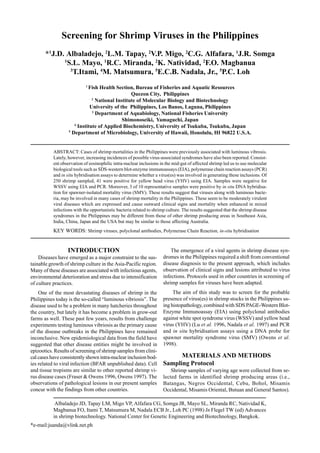 Albaladejo JD, Tapay LM, Migo VP, Alfafara CG, Somga JR, Mayo SL, Miranda RC, Natividad K,
Magbanua FO, Itami T, Matsumura M, Nadala ECB Jr., Loh PC (1998) In Flegel TW (ed) Advances
in shrimp biotechnology. National Center for Genetic Engineering and Biotechnology, Bangkok.
*e-mail:juanda@vlink.net.ph
Screening for Shrimp Viruses in the Philippines
*1
J.D. Albaladejo, 2
L.M. Tapay, 2
V.P. Migo, 2
C.G. Alfafara, 1
J.R. Somga
1
S.L. Mayo, 1
R.C. Miranda, 2
K. Natividad, 2
F.O. Magbanua
3
T.Itami, 4
M. Matsumura, 5
E.C.B. Nadala, Jr., 5
P.C. Loh
1
Fish Health Section, Bureau of Fisheries and Aquatic Resources
Quezon City, Philippines
2
National Institute of Molecular Biology and Biotechnology
University of the Philippines, Los Banos, Laguna, Philippines
3
Department of Aquabiology, National Fisheries University
Shimonoseiki, Yamaguchi, Japan
4
Institute of Applied Biochemistry, University of Tsukuba, Tsukuba, Japan
5
Department of Microbiology, University of Hawaii, Honolulu, HI 96822 U.S.A.
ABSTRACT: Cases of shrimp mortalities in the Philippines were previously associated with luminous vibrosis.
Lately, however, increasing incidences of possible virus-associated syndromes have also been reported. Consist-
ent observation of eosinophilic intra-nuclear inclusions in the mid-gut of affected shrimp led us to use molecular
biological tools such as SDS-western blot-enzyme immunoassays (EIA), polymerase chain reaction assays (PCR)
and in situ hybridisation assays to determine whether a virus(es) was involved in generating these inclusions. Of
250 shrimp sampled, 41 were positive for yellow head virus (YHV) using EIA. Samples were negative for
WSSV using EIA and PCR. Moreover, 3 of 10 representative samples were positive by in situ DNA hybridisa-
tion for spawner-isolated mortality virus (SMV). These results suggest that viruses along with luminous bacte-
ria, may be involved in many cases of shrimp mortality in the Philippines. These seem to be moderately virulent
viral diseases which are expressed and cause outward clinical signs and mortality when enhanced in mixed
infections with the opportunistic bacteria related to shrimp culture. The results suggested that the shrimp disease
syndromes in the Philippines may be different from those of other shrimp producing areas in Southeast Asia,
India, China, Japan and the USA but may be similar to those affecting Australia.
KEY WORDS: Shrimp viruses, polyclonal antibodies, Polymerase Chain Reaction, in-situ hybridisation
INTRODUCTION
Diseases have emerged as a major constraint to the sus-
tainable growth of shrimp culture in the Asia-Pacific region.
Many of these diseases are associated with infectious agents,
environmental deterioration and stress due to intensification
of culture practices.
One of the most devastating diseases of shrimp in the
Philippines today is the so-called “luminous vibriosis”. The
disease used to be a problem in many hatcheries throughout
the country, but lately it has become a problem in grow-out
farms as well. These past few years, results from challenge
experiments testing luminous vibriosis as the primary cause
of the disease outbreaks in the Philippines have remained
inconclusive. New epidemiological data from the field have
suggested that other disease entities might be involved in
epizootics. Results of screening of shrimp samples from clini-
cal cases have consistently shown intra-nuclear inclusion bod-
ies related to viral infection (BFAR unpublished data). Cell
and tissue tropisms are similar to other reported shrimp vi-
rus disease cases (Fraser & Owens 1996, Owens 1997). The
observations of pathological lesions in our present samples
concur with the findings from other countries.
The emergence of a viral agents in shrimp disease syn-
dromes in the Philippines required a shift from conventional
disease diagnosis to the present approach, which includes
observation of clinical signs and lesions attributed to virus
infections. Protocols used in other countries in screening of
shrimp samples for viruses have been adapted.
The aim of this study was to screen for the probable
presence of virus(es) in shrimp stocks in the Philippines us-
ing histopathology, combined with SDS PAGE-Western Blot-
Enzyme Immunoassay (EIA) using polyclonal antibodies
against white spot syndrome virus (WSSV) and yellow head
virus (YHV) (Lu et al. 1996, Nadala et al. 1997) and PCR
and in situ hybridisation assays using a DNA probe for
spawner mortality syndrome virus (SMV) (Owens et al.
1998).
MATERIALS AND METHODS
Sampling Protocol
Shrimp samples of varying age were collected from se-
lected farms in identified shrimp producing areas (i.e.,
Batangas, Negros Occidental, Cebu, Bohol, Misamis
Occidental, Misamis Oriental, Butuan and General Santos).
 
