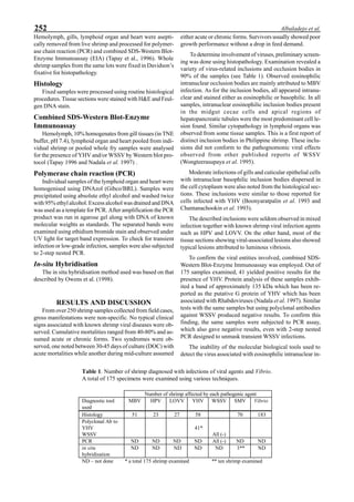 252 Albaladejo et al.
Hemolymph, gills, lymphoid organ and heart were asepti-
cally removed from live shrimp and processed for polymer-
ase chain reaction (PCR) and combined SDS-Western Blot-
Enzyme Immunoassay (EIA) (Tapay et al., 1996). Whole
shrimp samples from the same lots were fixed in Davidson’s
fixative for histopathology.
Histology
Fixed samples were processed using routine histological
procedures. Tissue sections were stained with H&E and Feul-
gen DNA stain.
Combined SDS-Western Blot-Enzyme
Immunoassay
Hemolymph, 10% homogenates from gill tissues (in TNE
buffer, pH 7.4), lymphoid organ and heart pooled from indi-
vidual shrimp or pooled whole fry samples were analysed
for the presence of YHV and/or WSSV by Western blot pro-
tocol (Tapay 1996 and Nadala et al. 1997) .
Polymerase chain reaction (PCR)
Individual samples of the lymphoid organ and heart were
homogenised using DNAzol (Gibco/BRL). Samples were
precipitated using absolute ethyl alcohol and washed twice
with 95% ethyl alcohol. Excess alcohol was drained and DNA
was used as a template for PCR. After amplification the PCR
product was run in agarose gel along with DNA of known
molecular weights as standards. The separated bands were
examined using ethidium bromide stain and observed under
UV light for target band expression. To check for transient
infection or low-grade infection, samples were also subjected
to 2-step nested PCR.
In-situ Hybridisation
The in situ hybridisation method used was based on that
described by Owens et al. (1998).
RESULTS AND DISCUSSION
From over 250 shrimp samples collected from field cases,
gross manifestations were non-specific. No typical clinical
signs associated with known shrimp viral diseases were ob-
served. Cumulative mortalities ranged from 40-80% and as-
sumed acute or chronic forms. Two syndromes were ob-
served, one noted between 30-45 days of culture (DOC) with
acute mortalities while another during mid-culture assumed
either acute or chronic forms. Survivors usually showed poor
growth performance without a drop in feed demand.
To determine involvement of viruses, preliminary screen-
ing was done using histopathology. Examination revealed a
variety of virus-related inclusions and occlusion bodies in
90% of the samples (see Table 1). Observed eosinophilic
intranuclear occlusion bodies are mainly attributed to MBV
infection. As for the inclusion bodies, all appeared intranu-
clear and stained either as eosinophilic or basophilic. In all
samples, intranuclear eosinophilic inclusion bodies present
in the midgut cecae cells and apical regions of
hepatopancreatic tubules were the most predominant cell le-
sion found. Similar cytopathology in lymphoid organs was
observed from some tissue samples. This is a first report of
distinct inclusion bodies in Philippine shrimp. These inclu-
sions did not conform to the pathognomonic viral effects
observed from other published reports of WSSV
(Wongteerasupaya et al. 1995).
Moderate infections of gills and cuticular epithelial cells
with intranuclear basophilic inclusion bodies dispersed in
the cell cytoplasm were also noted from the histological sec-
tions. These inclusions were similar to those reported for
cells infected with YHV (Boonyaratpalin et al. 1993 and
Chantanachookin et al. 1993).
The described inclusions were seldom observed in mixed
infection together with known shrimp viral infection agents
such as HPV and LOVV. On the other hand, most of the
tissue sections showing viral-associated lesions also showed
typical lesions attributed to luminous vibriosis.
To confirm the viral entities involved, combined SDS-
Western Blot-Enzyme Immunoassay was employed. Out of
175 samples examined, 41 yielded positive results for the
presence of YHV. Protein analysis of these samples exhib-
ited a band of approximately 135 kDa which has been re-
ported as the putative G protein of YHV which has been
associated with Rhabdoviruses (Nadala et al. 1997). Similar
tests with the same samples but using polyclonal antibodies
against WSSV produced negative results. To confirm this
finding, the same samples were subjected to PCR assay,
which also gave negative results, even with 2-step nested
PCR designed to unmask transient WSSV infections.
The inability of the molecular biological tools used to
detect the virus associated with eosinophilic intranuclear in-
Table 1. Number of shrimp diagnosed with infections of viral agents and Vibrio.
A total of 175 specimens were examined using various techniques.
Number of shrimp affected by each pathogenic agent
Diagnostic tool
used
MBV HPV LOVV YHV WSSV SMV Vibrio
Histology 51 23 27 58 70 183
Polyclonal Ab to
YHV
WSSV
41*
All (-)
PCR ND ND ND ND All (-) ND ND
in situ
hybridisation
ND ND ND ND ND 3** ND
ND – not done * a total 175 shrimp examined ** ten shrimp examined
 